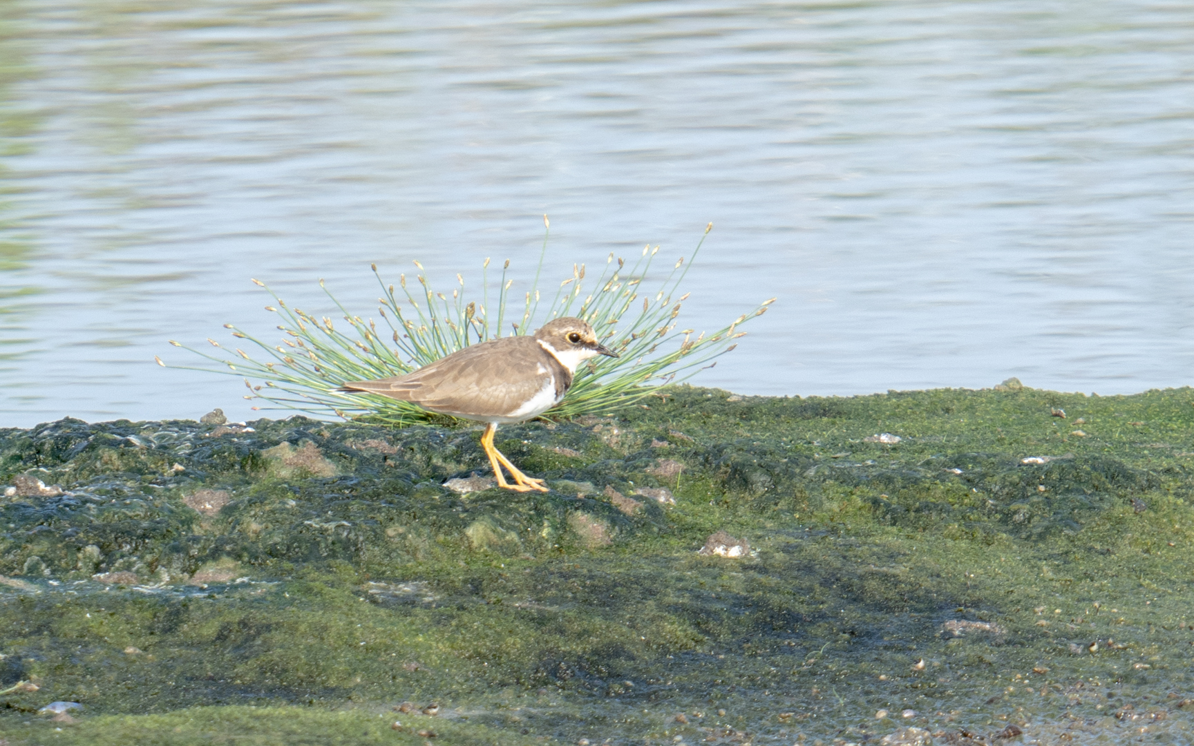 Charadrius dubius – コチドリ