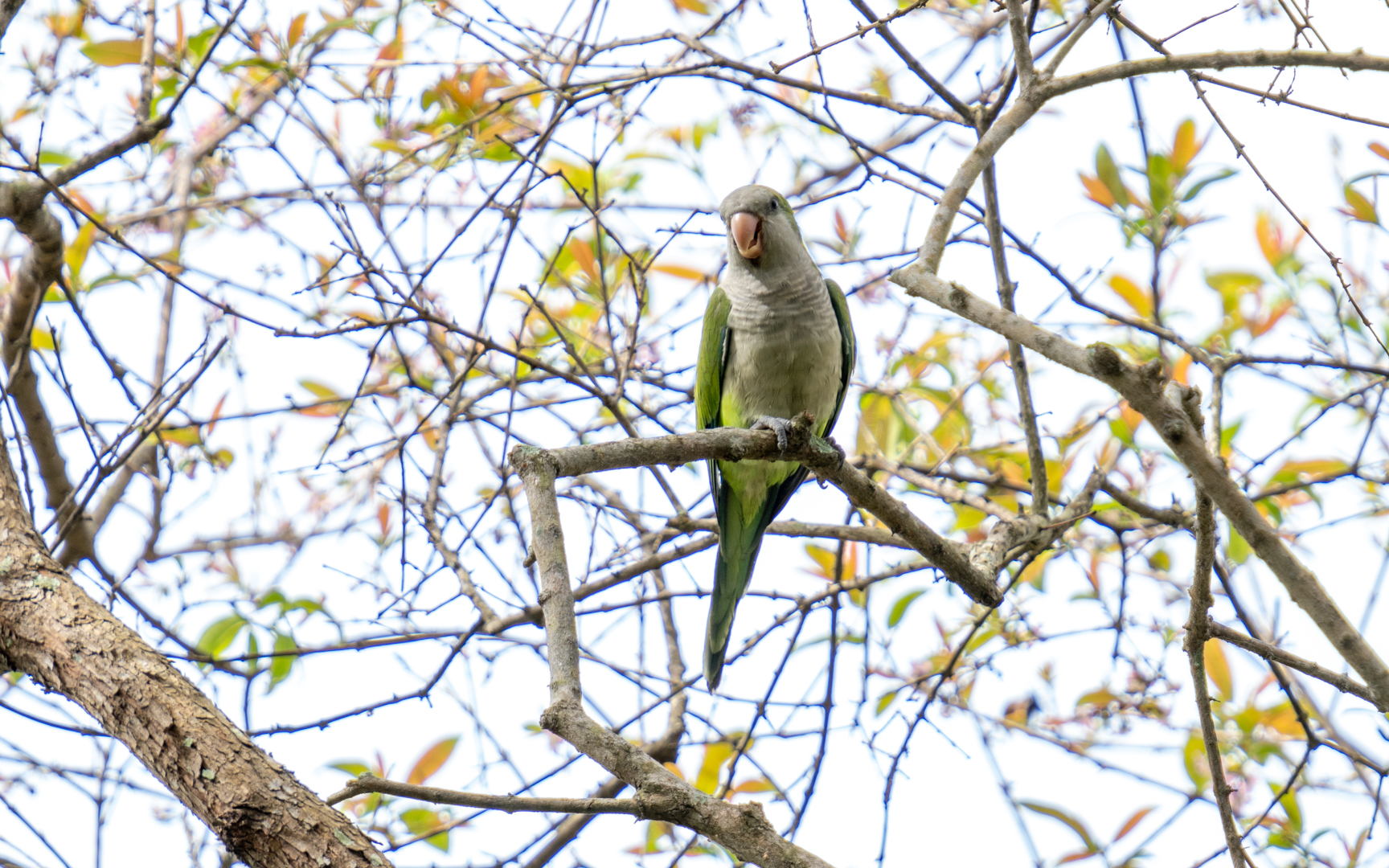 Myiopsitta monachus – オキナインコ