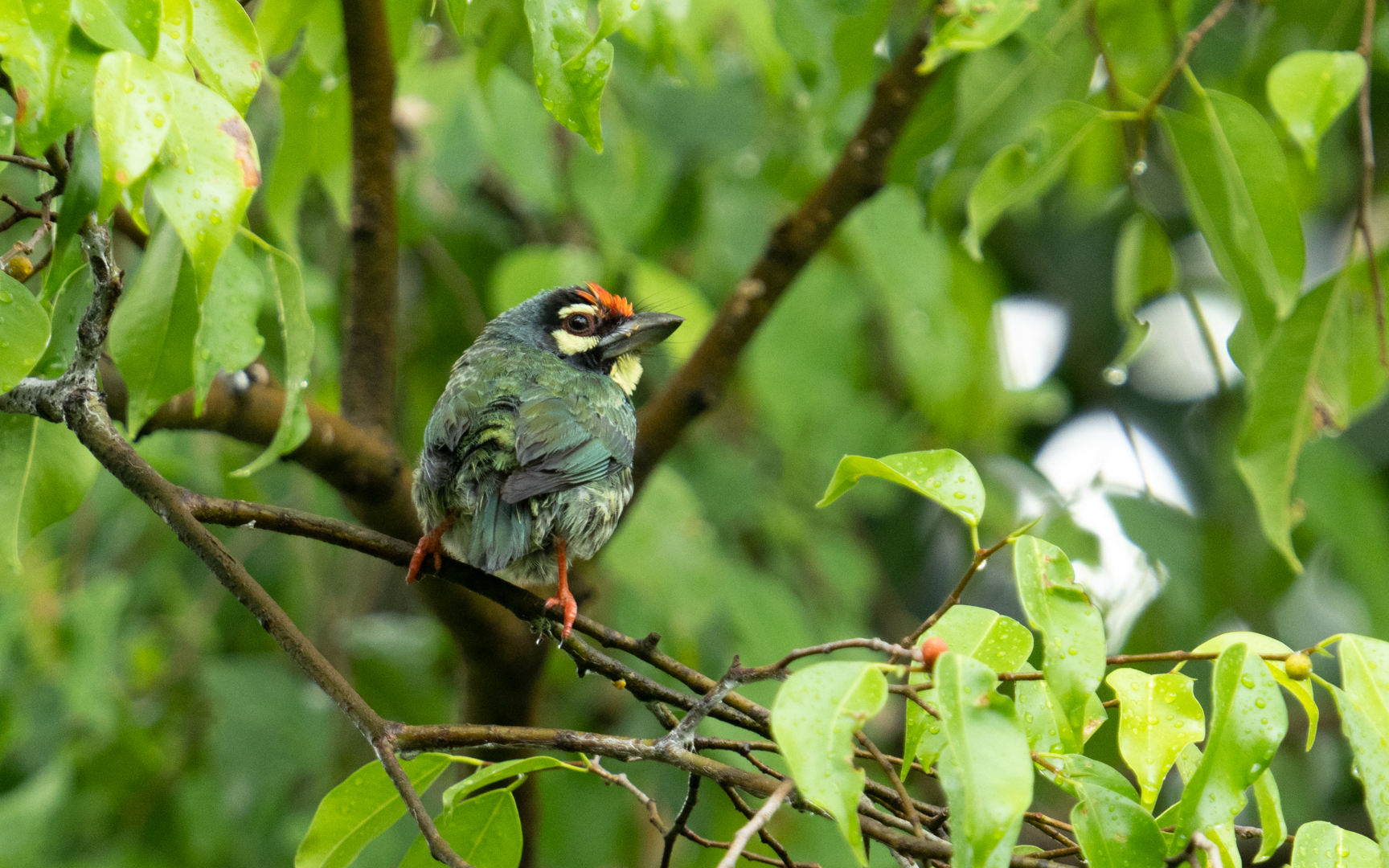 Psilopogon haemacephalus – ムネアカゴシキドリ