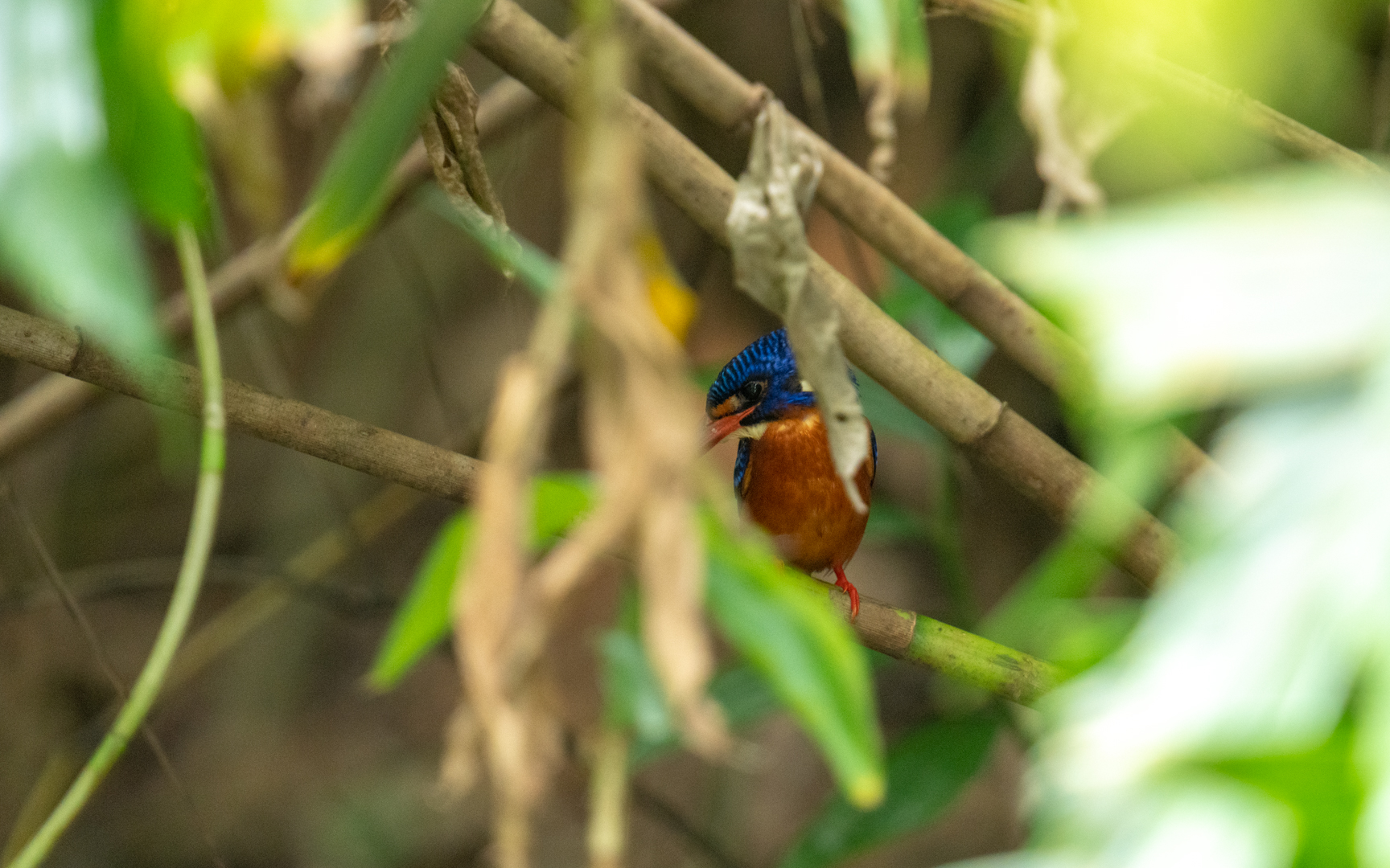 Alcedo meninting – ルリカワセミ