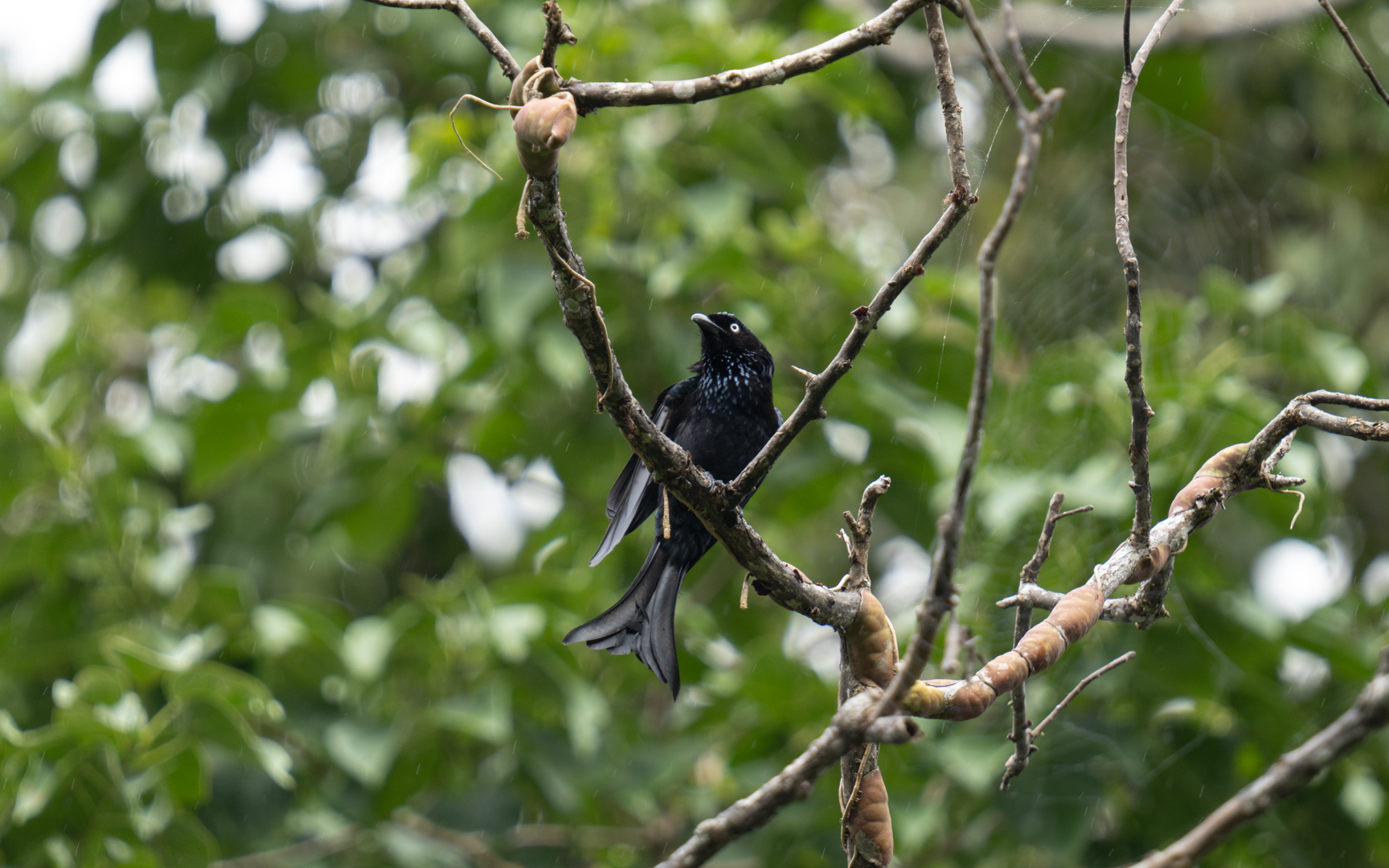 Dicrurus hottentottus – カンムリオウチュウ