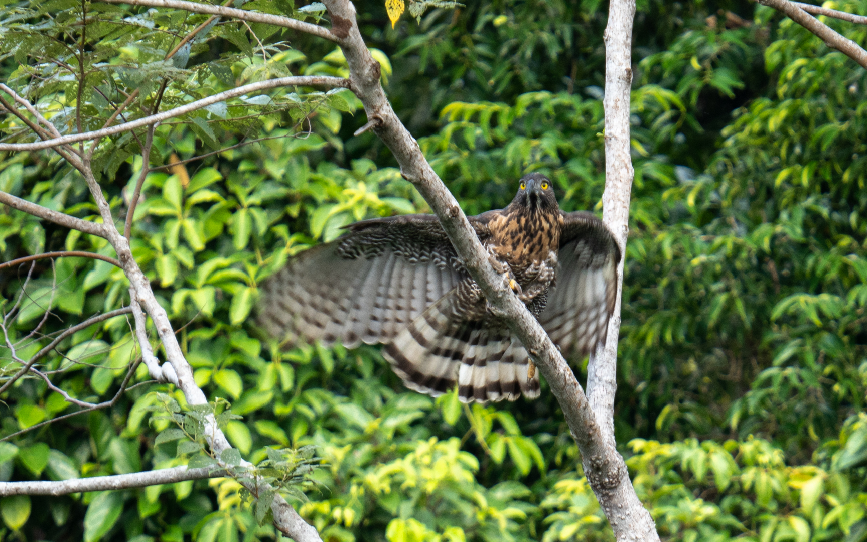 Nisaetus lanceolatus – セレベスクマタカ