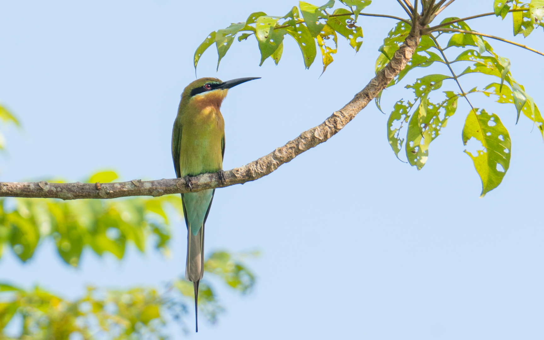 Merops philippinus – ハリオハチクイ