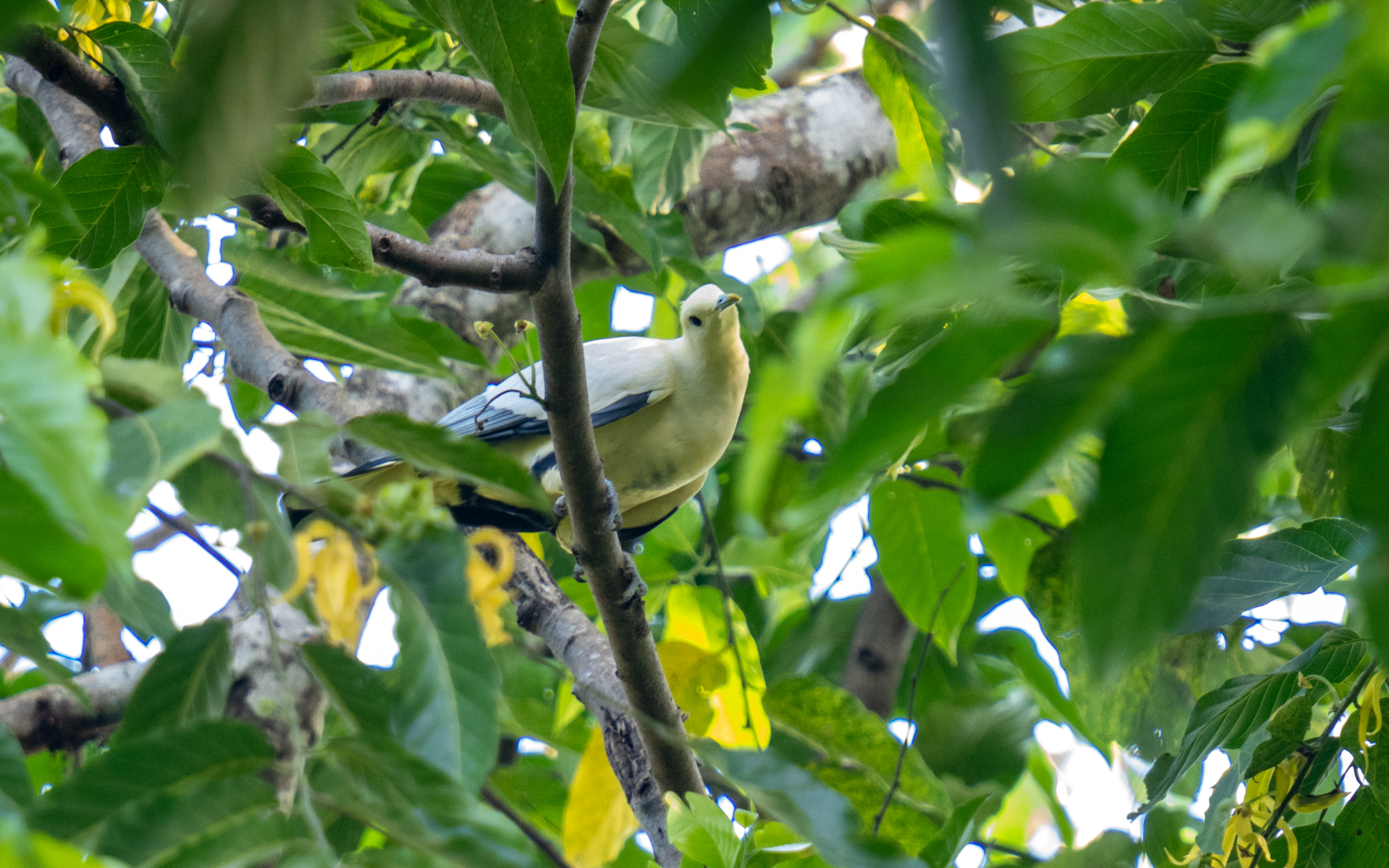 Ducula luctuosa – セレベスソデグロバト