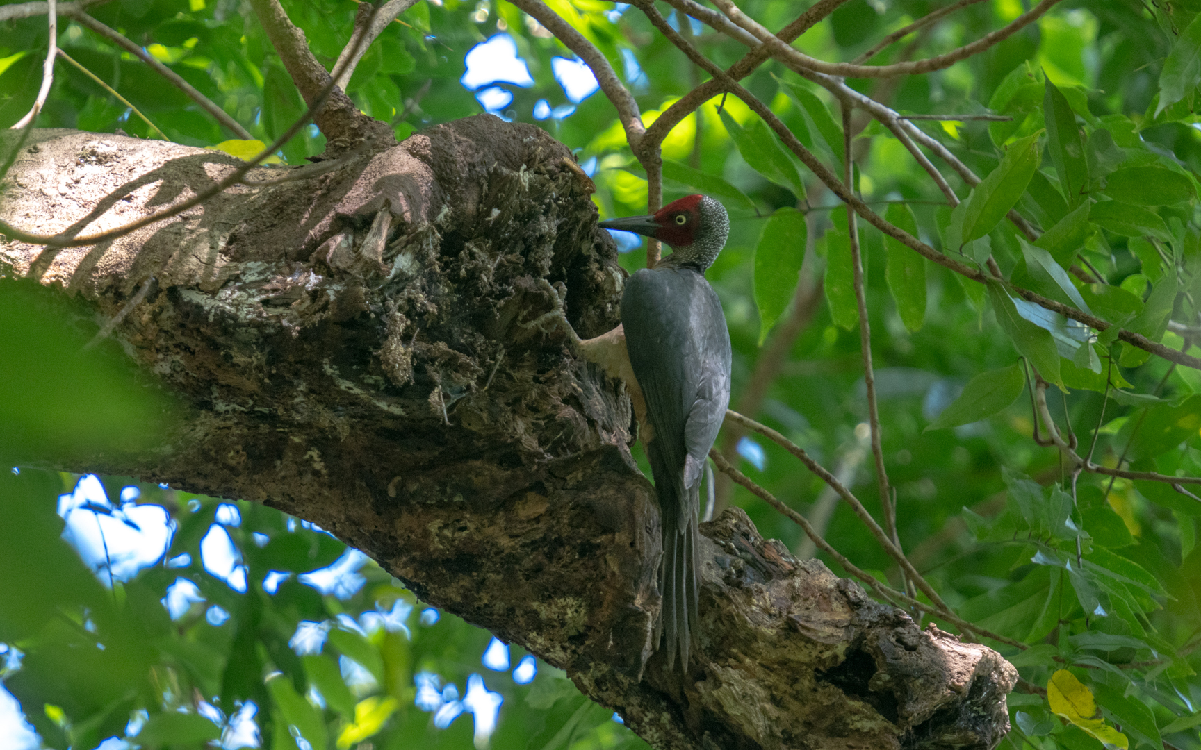 Mulleripicus fulvus – ツラアカボウシゲラ