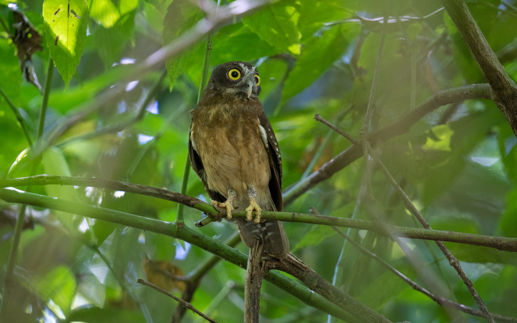 Ninox ochracea – チャバラアオバズク