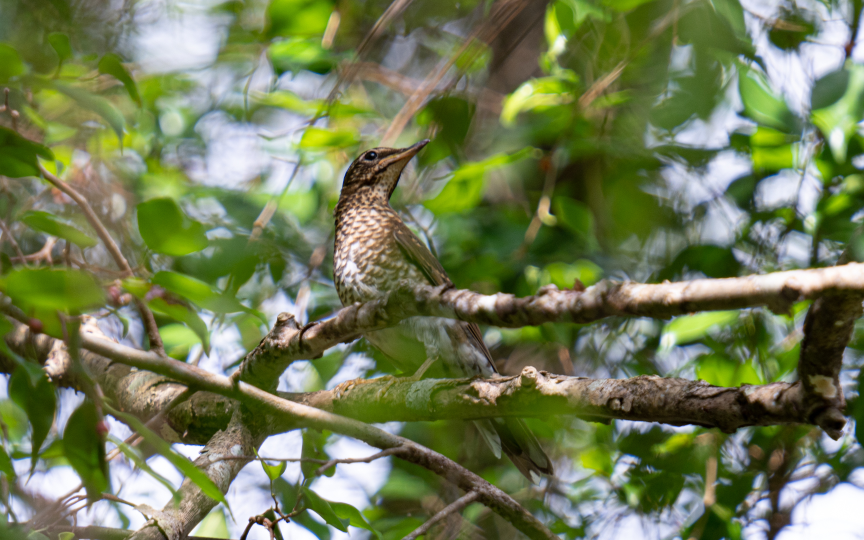 Geokichla sibirica – マミジロ