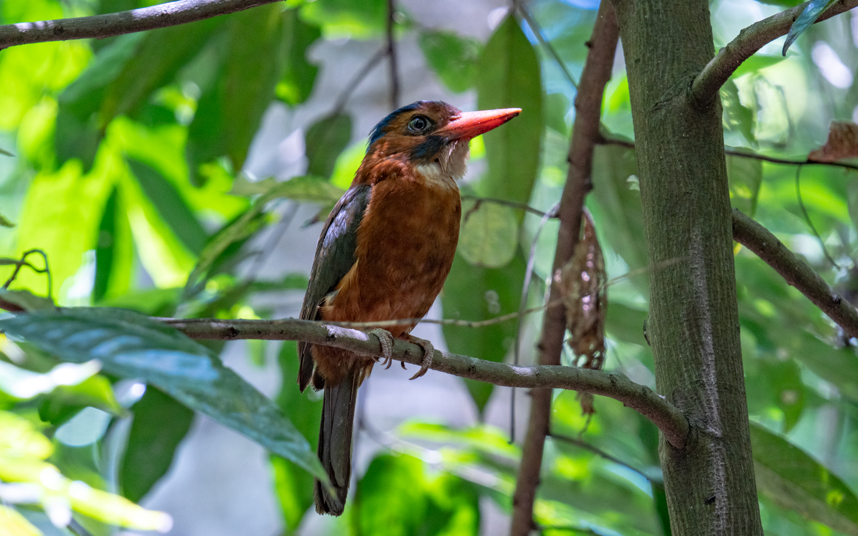 Actenoides monachus – チャバラショウビン