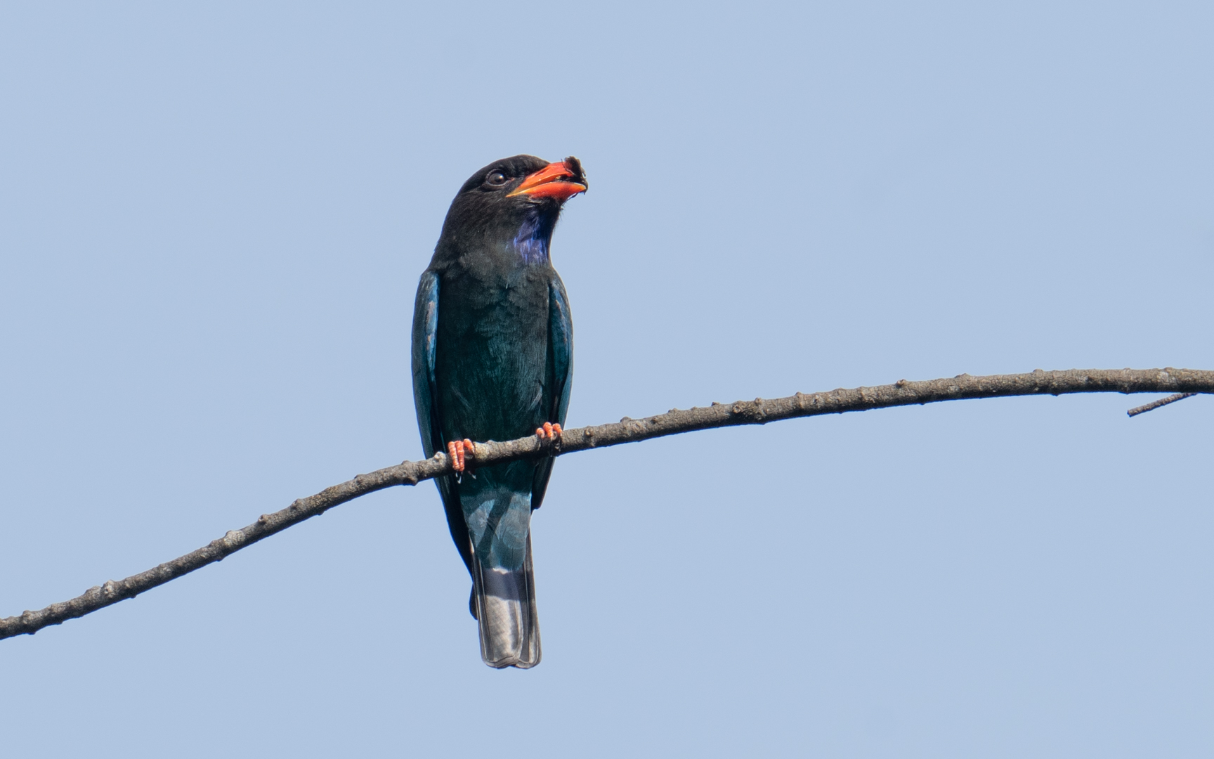 Eurystomus orientalis – ブッポウソウ