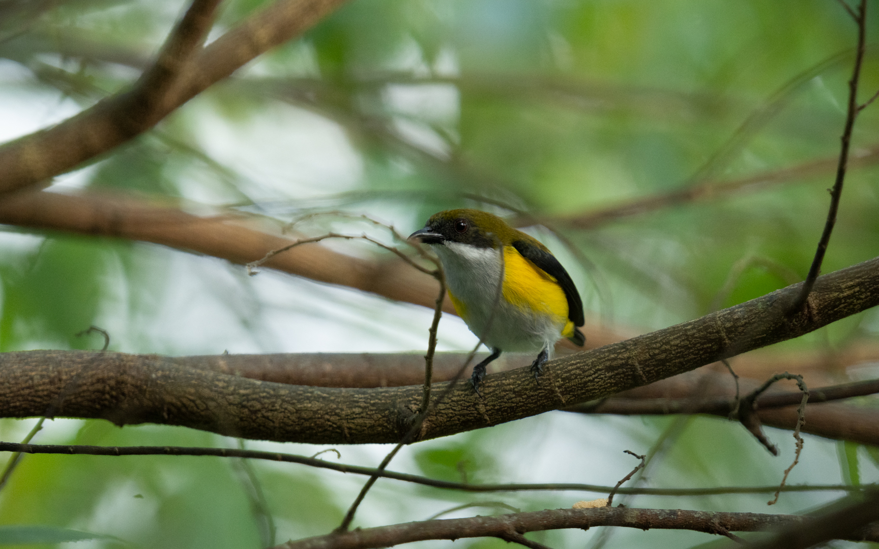 Dicaeum aureolimbatum – セレベスハナドリ