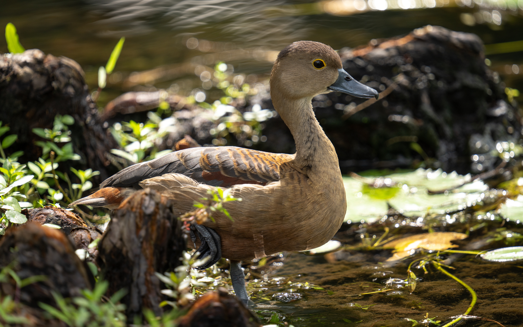 Dendrocygna javanica – リュウキュウガモ