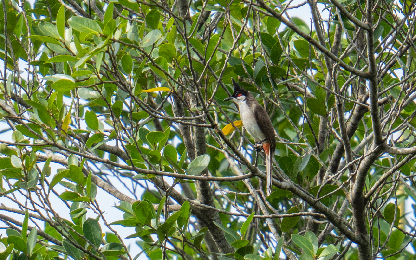 Pycnonotus jocosus – コウラウン