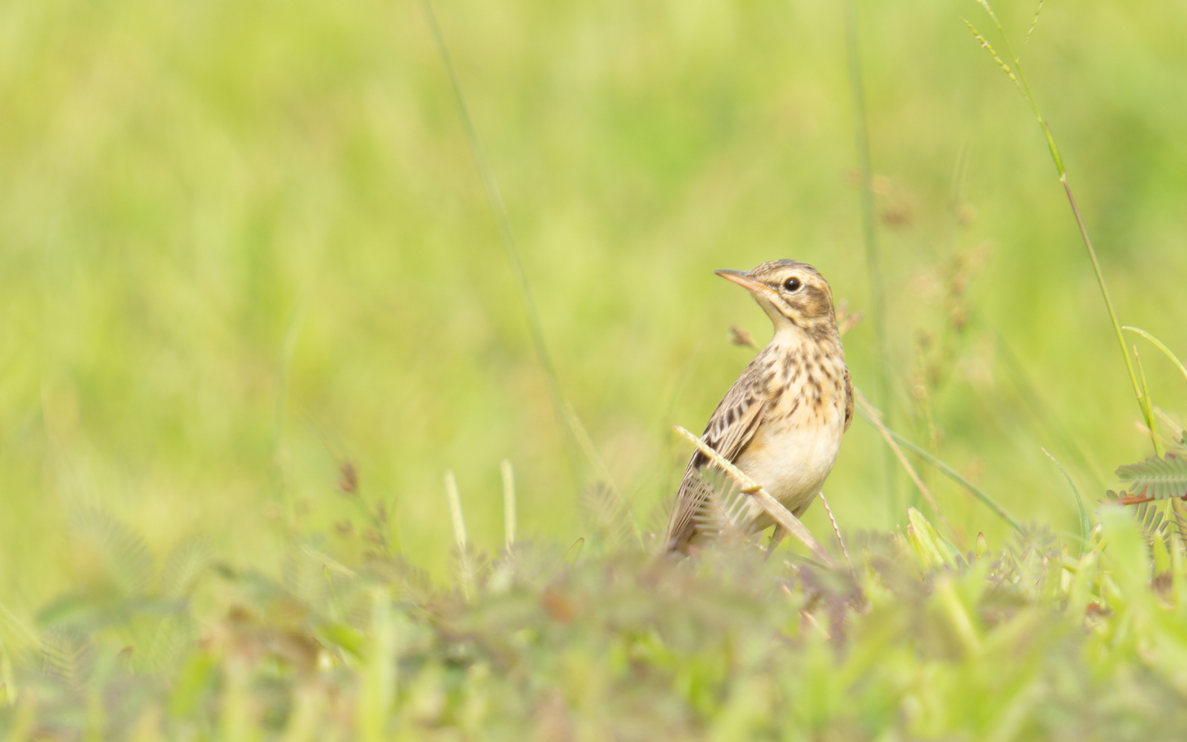 Anthus rufulus – ヒメマミジロタヒバリ