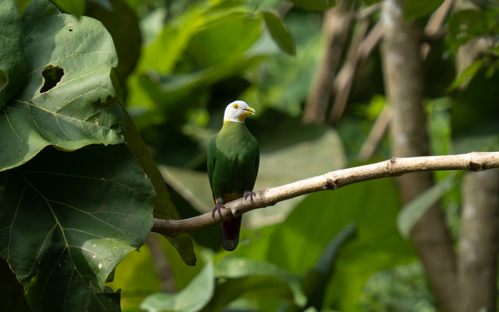 Ptilinopus melanospilus – カルカヤバト