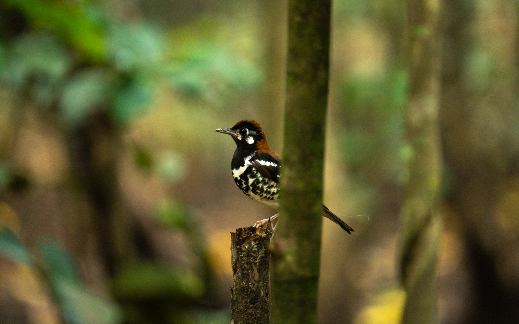 Geokichla erythronota – ムナグロジツグミ