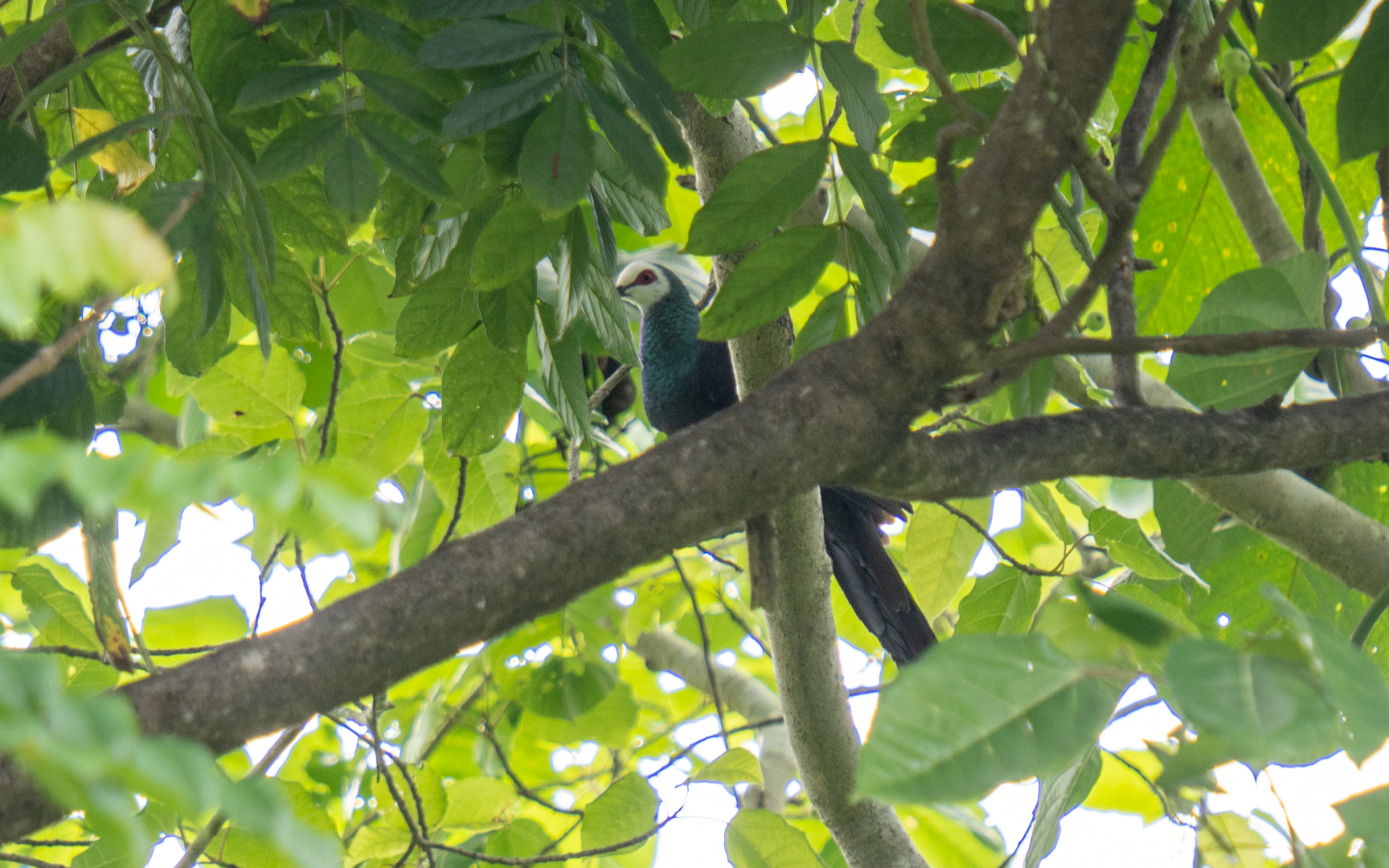 Turacoena manadensis – カオジロクロバト