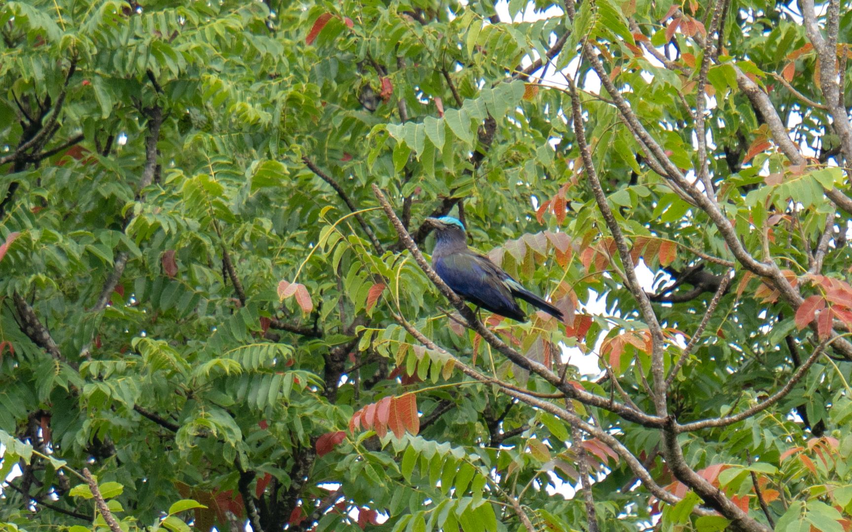 Coracias temminckii – セレベスブッポウソウ