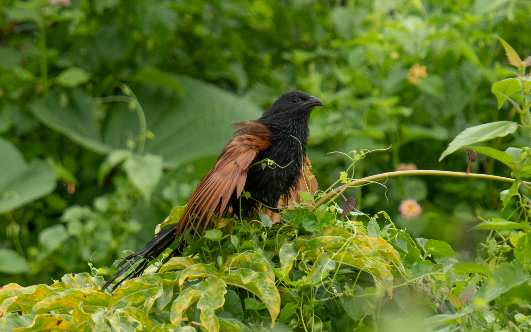 Centropus bengalensis – バンケン