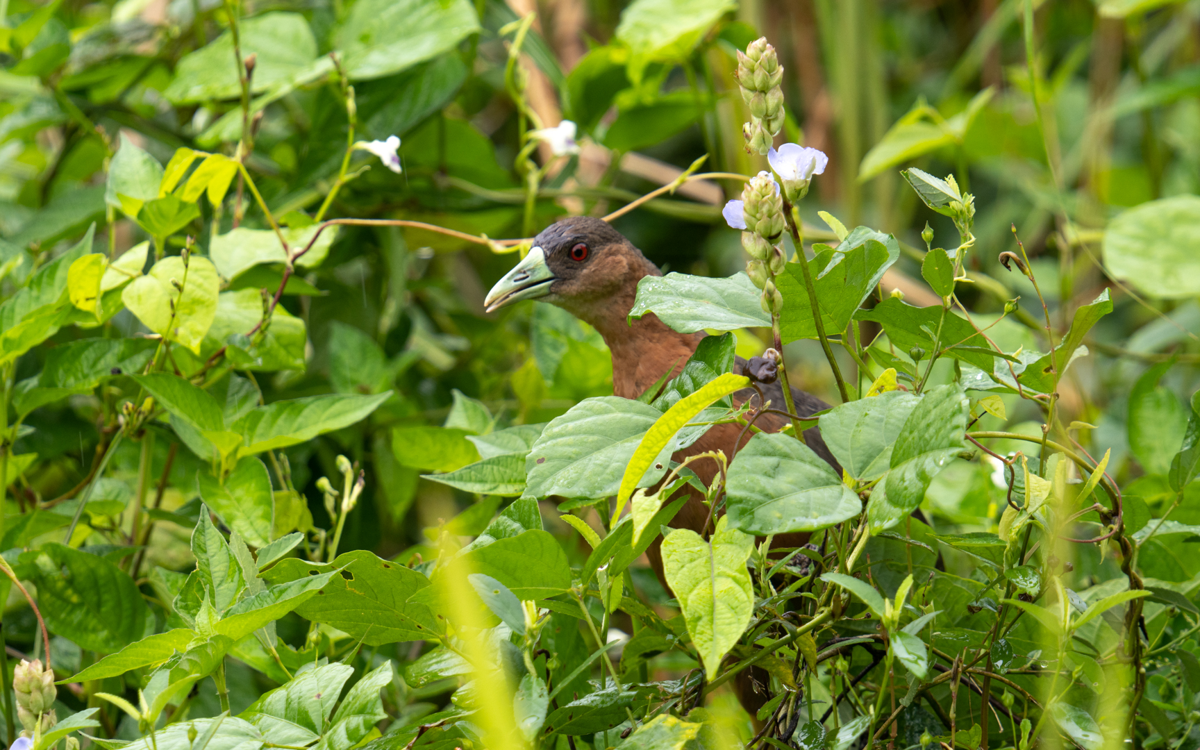 Amaurornis isabellina – チャバラバンクイナ