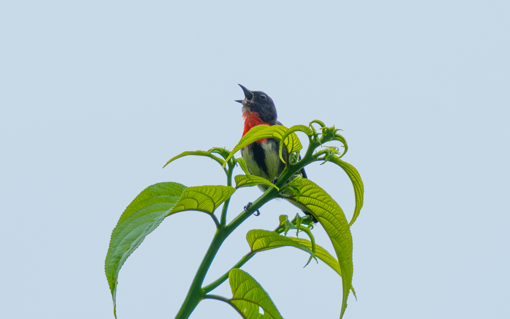 Dicaeum celebicum – ノドアカハナドリ