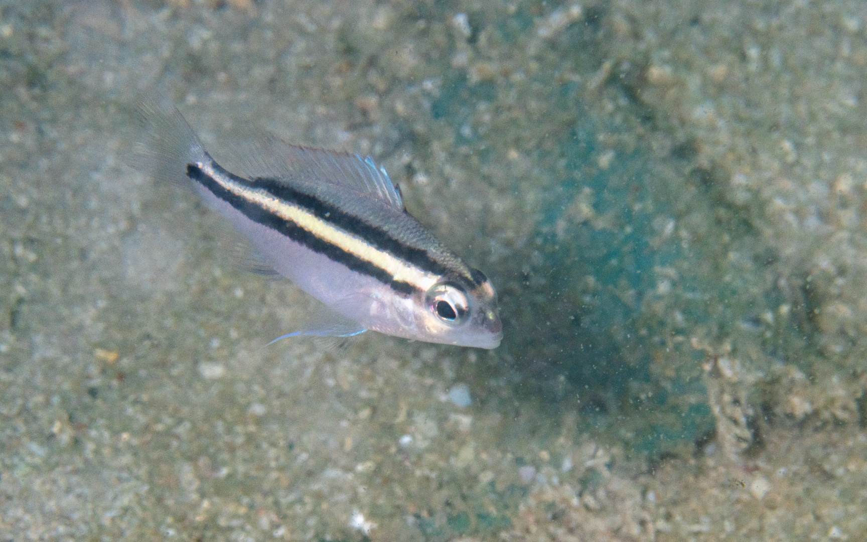 Scolopsis vosmeri – タイワンタマガシラ