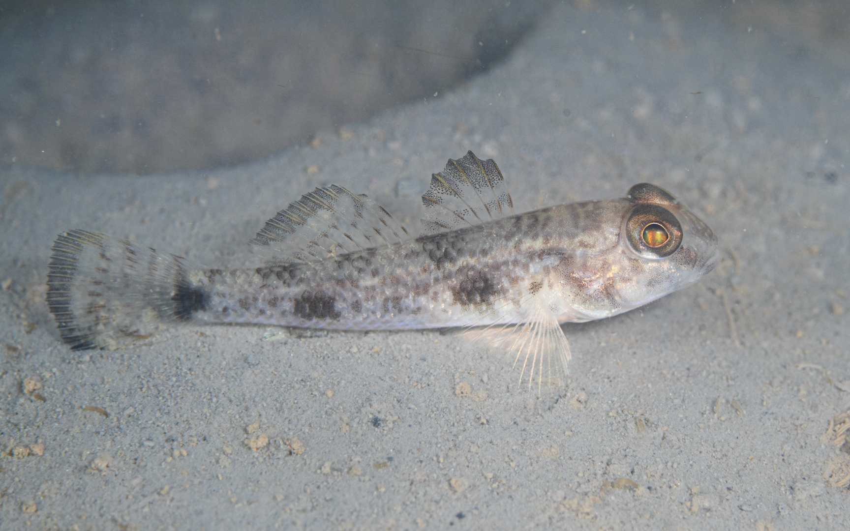 Yongeichthys criniger – ツムギハゼ