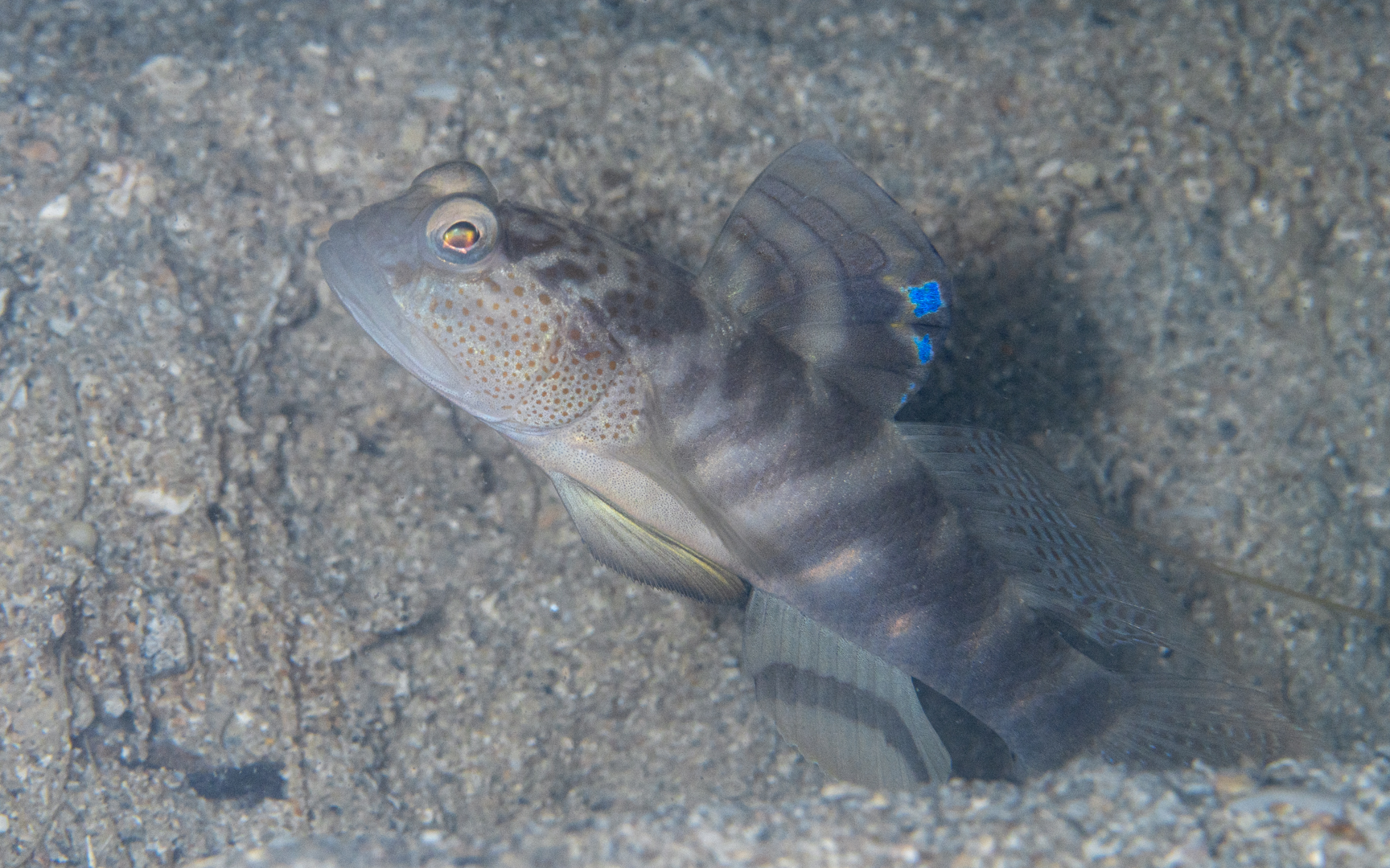 Mahidolia sp. – カスリハゼ属の1種