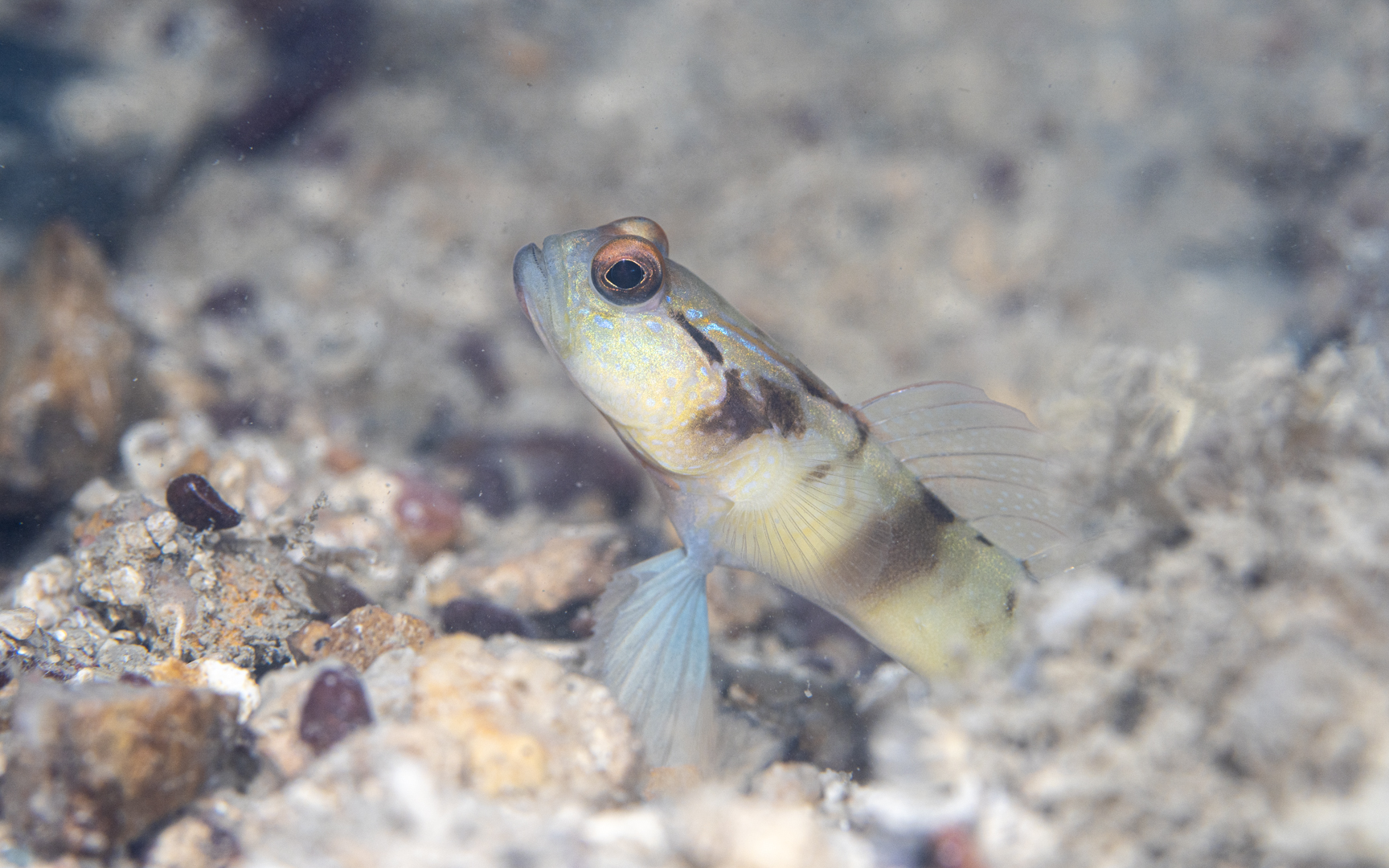 Amblyeleotris gymnocephala – マスクドシュリンプゴビー