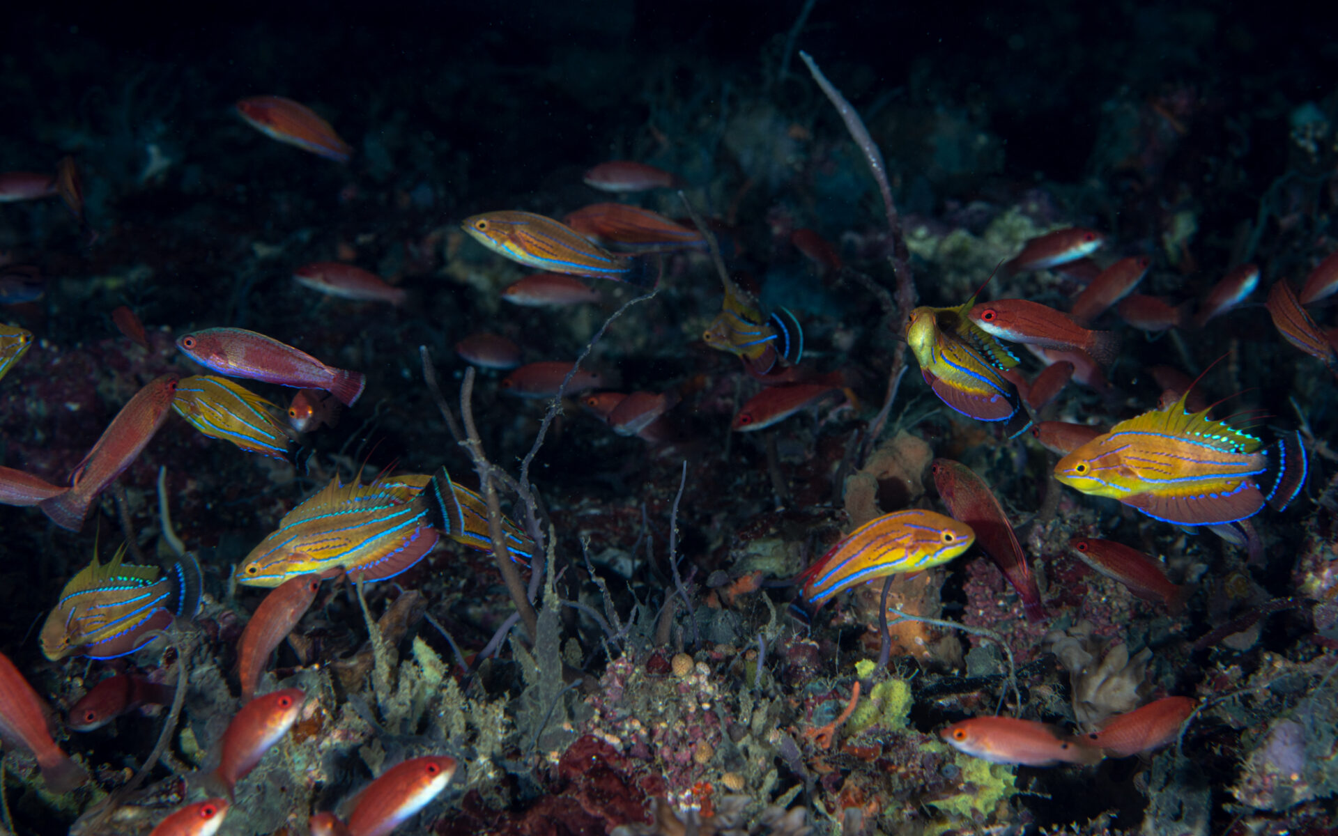 Shooting Wrasses