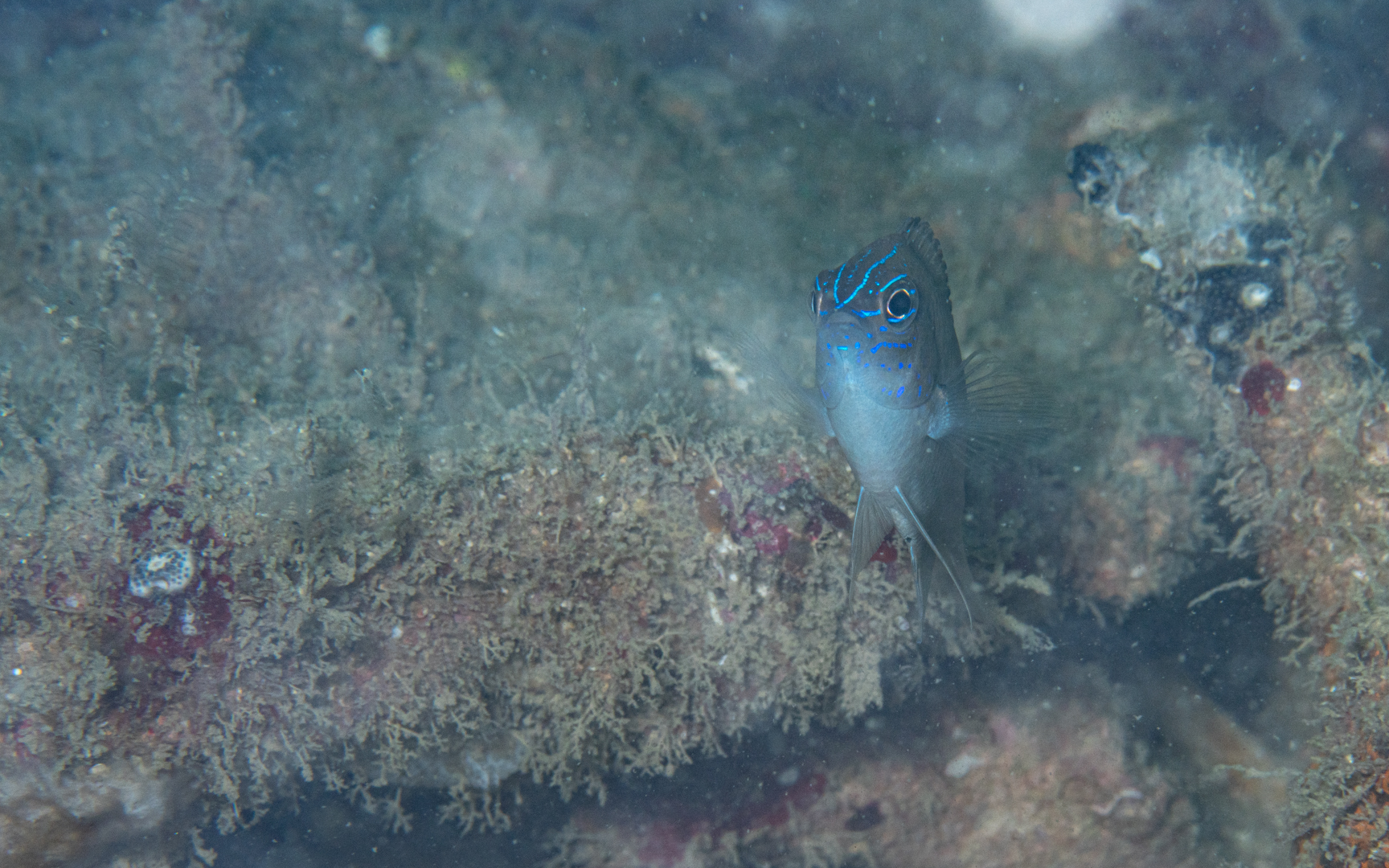 Pomacentrus cuneatus – ウェッジスポットダムセル