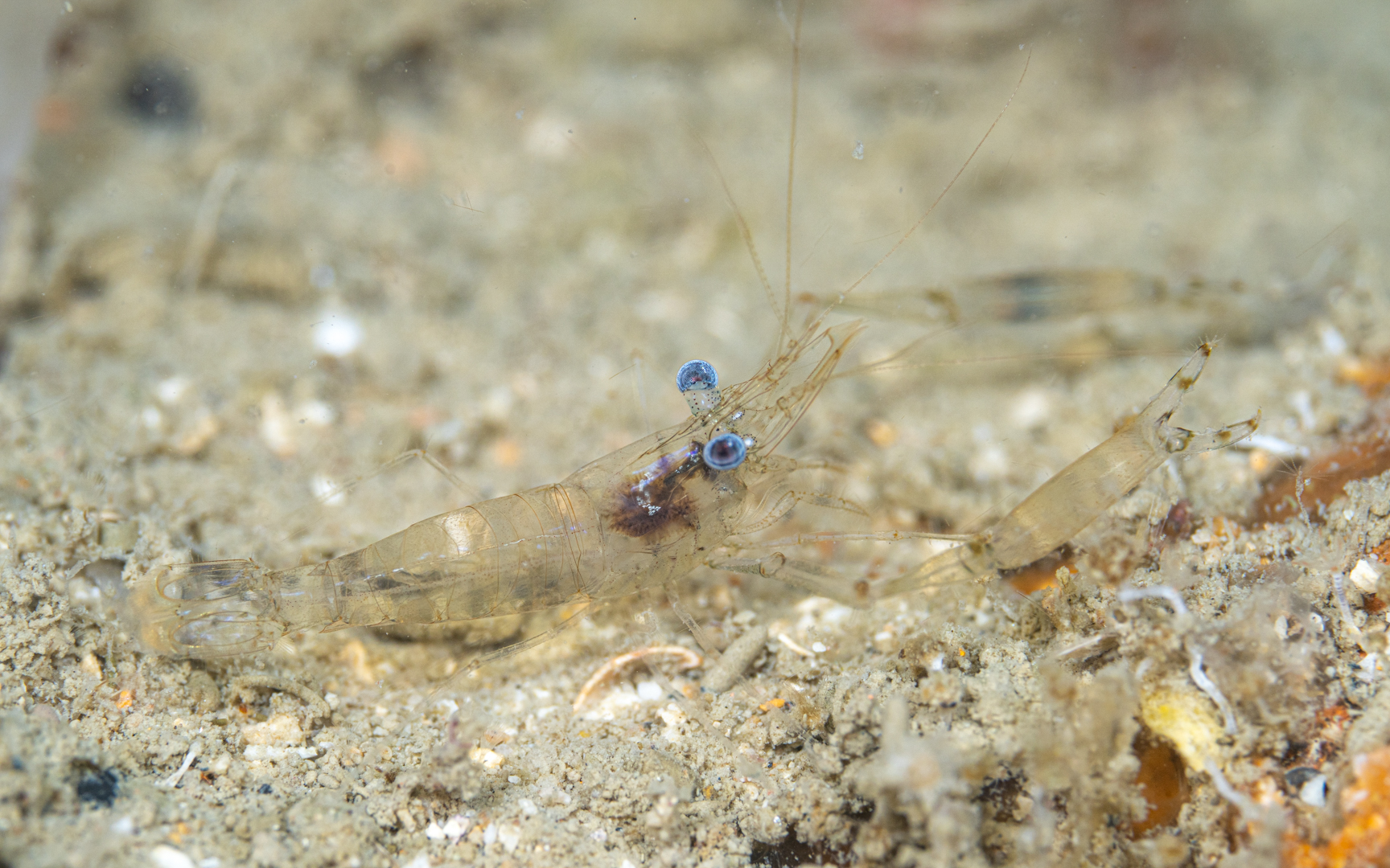 Palaemonidae sp. – テナガエビ科の1種