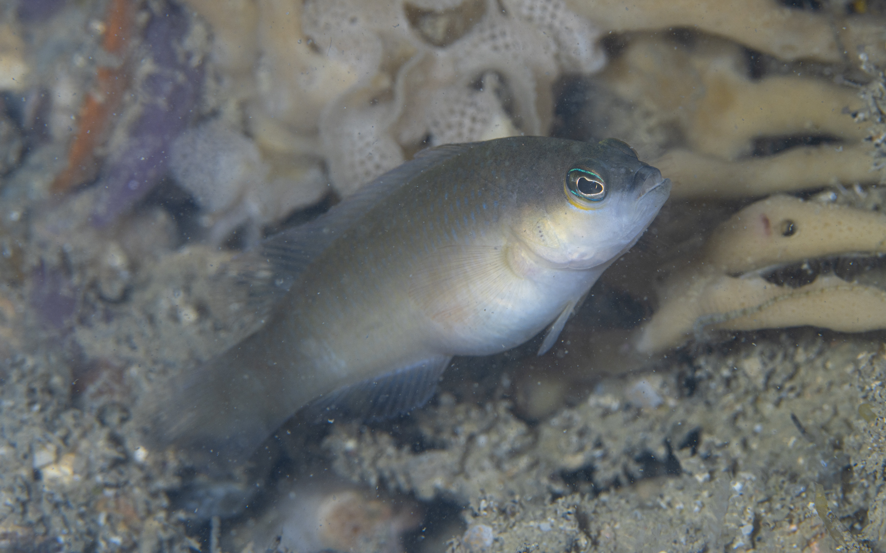 Pseudochromis ransonneti