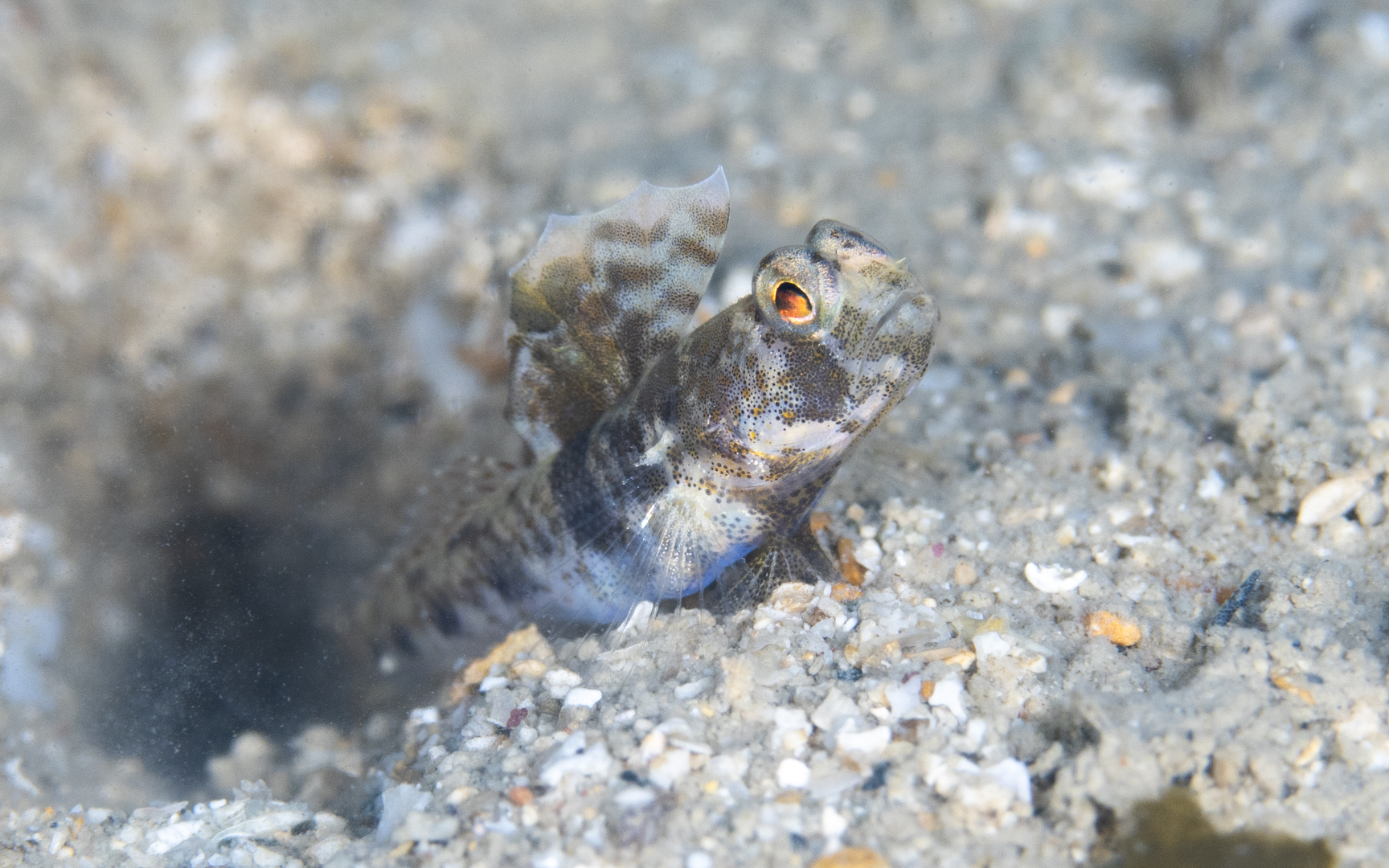 Tomiyamichthys russus – ウシオニハゼ