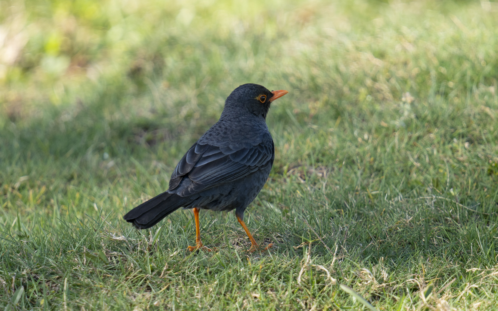 Turdus simillimus – インドクロウタドリ