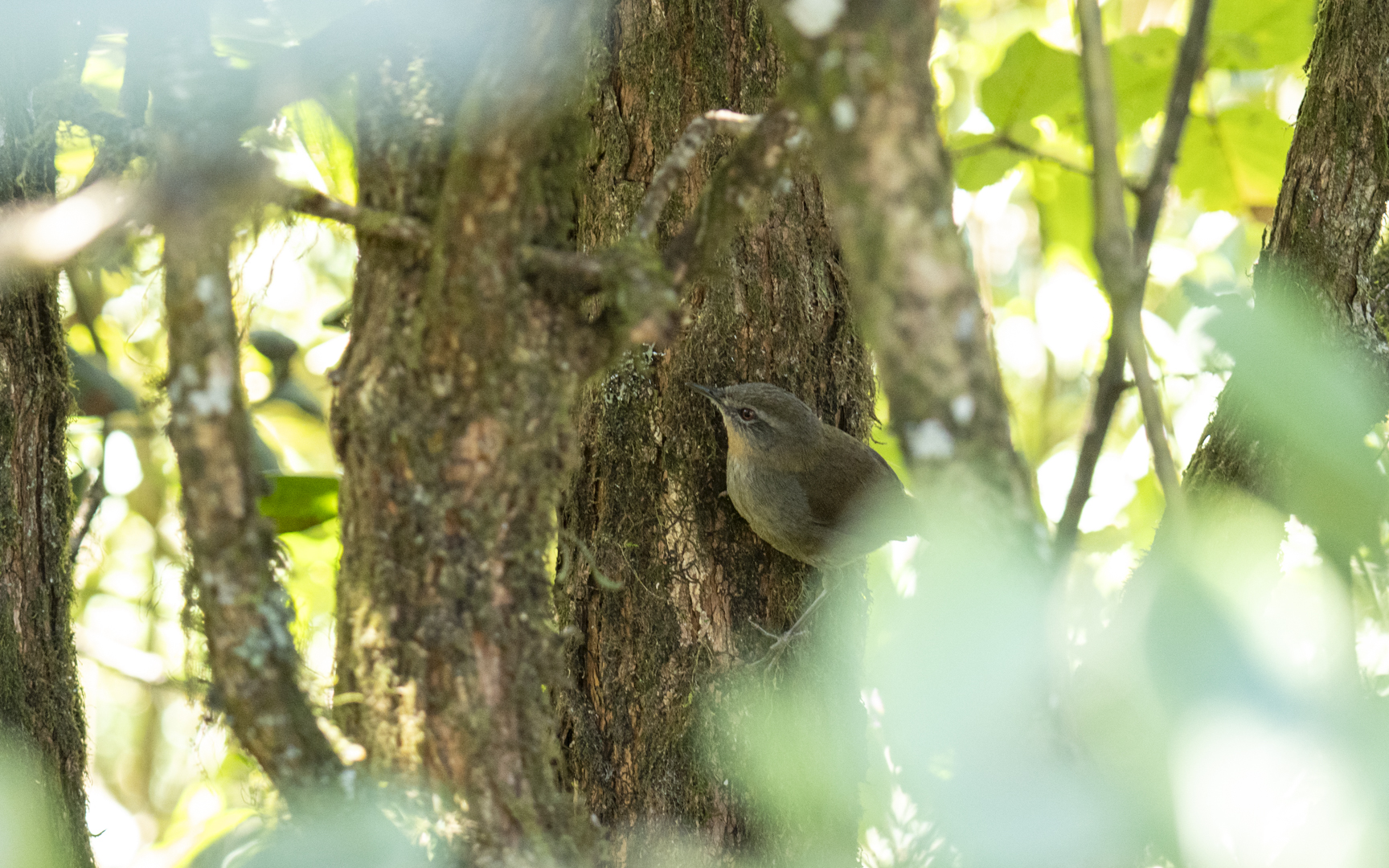 Elaphrornis palliseri – セイロンオウギセッカ