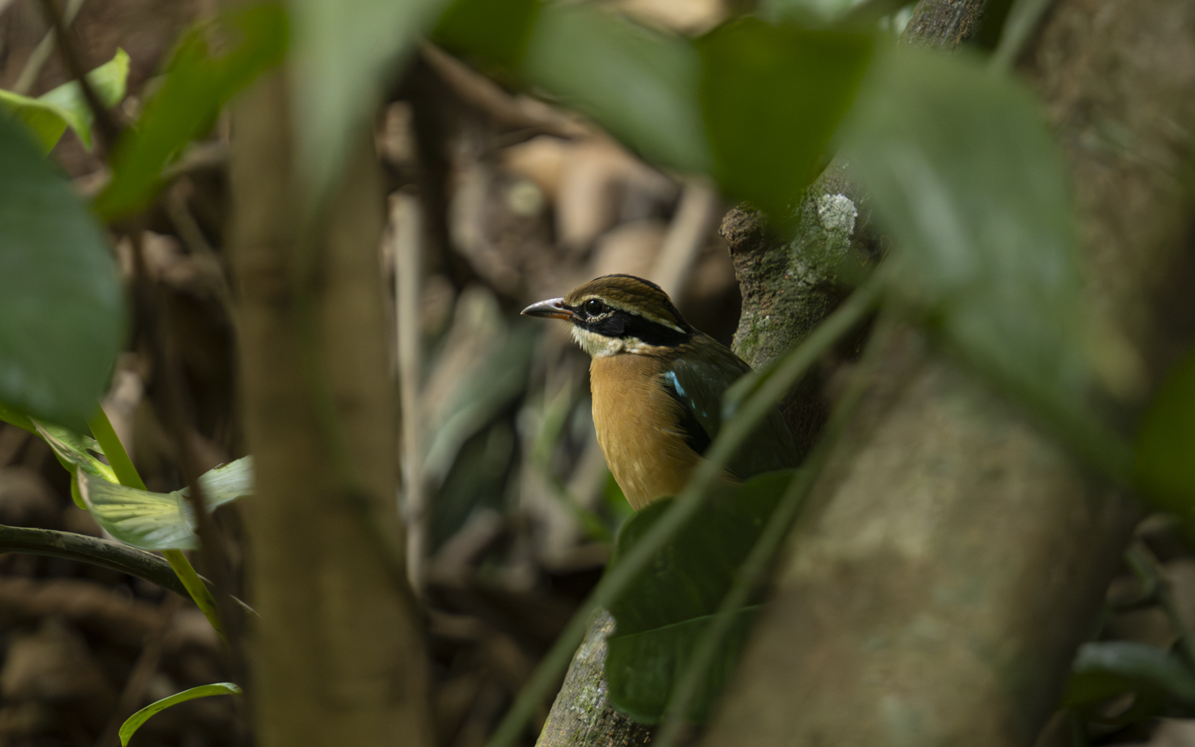 Pitta brachyura – インドヤイロチョウ