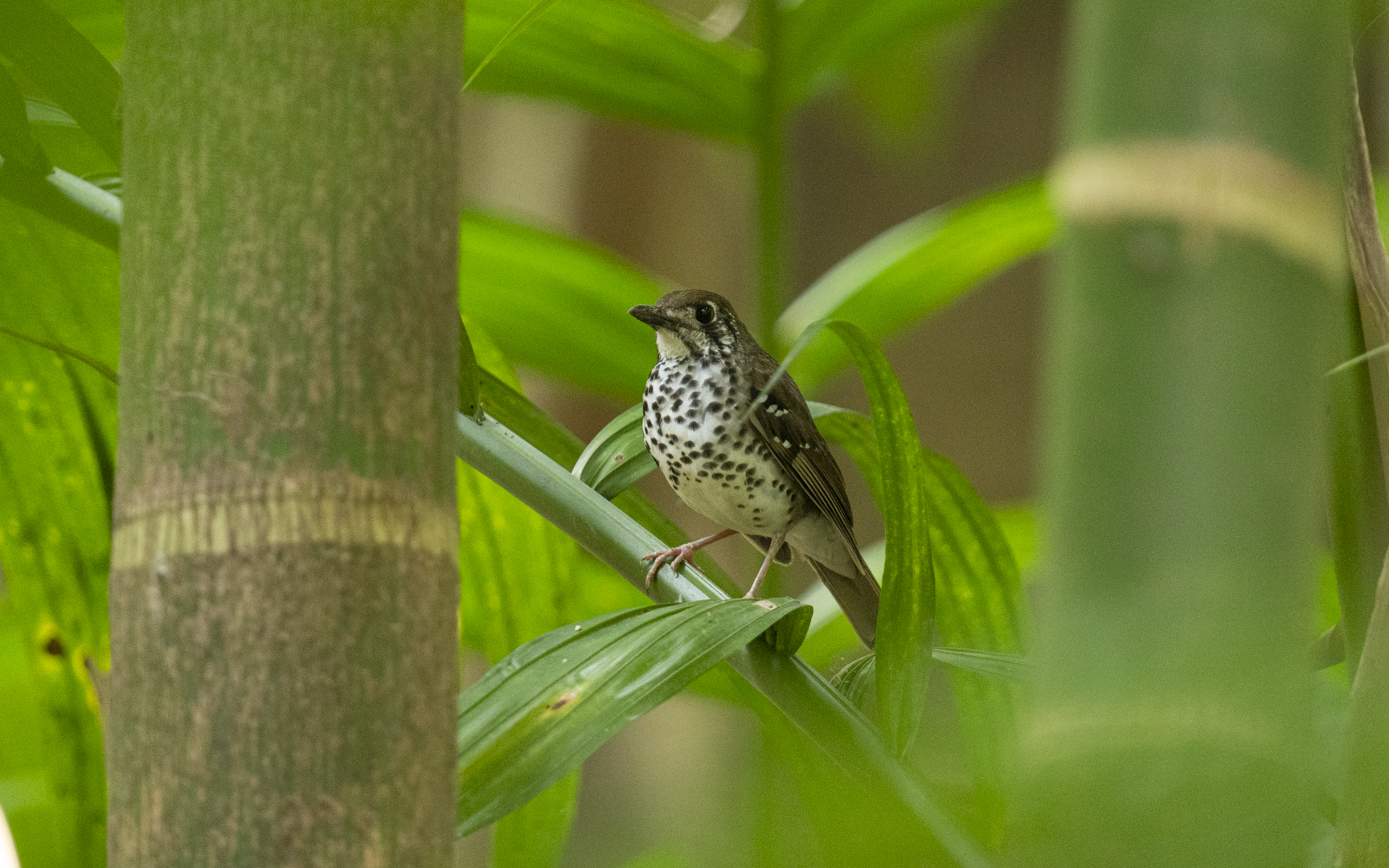 Geokichla spiloptera – セイロンジツグミ