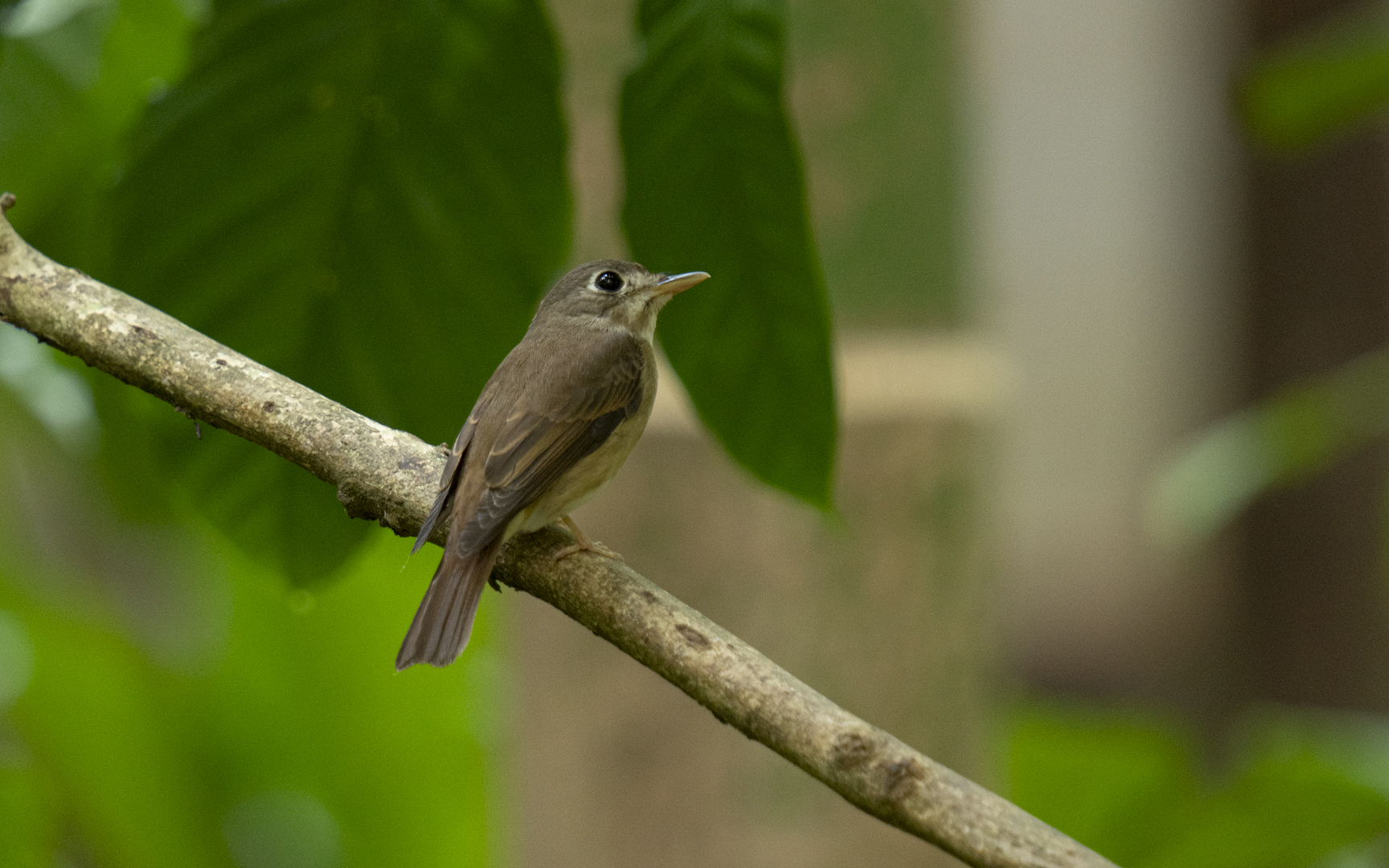 Muscicapa muttui – チャムネサメビタキ