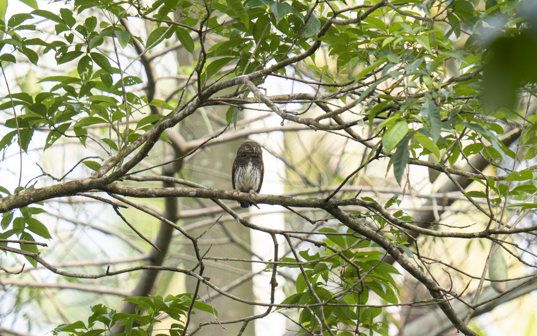 Glaucidium castanotum – クリセスズメフクロウ