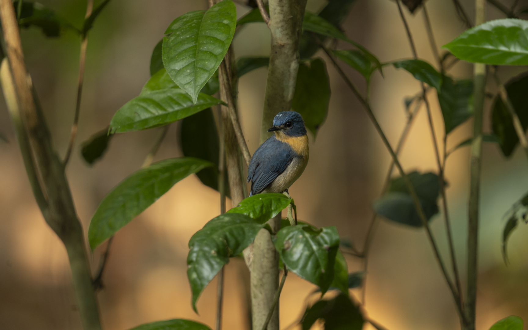 Cyornis tickelliae – ノドアカヒメアオヒタキ