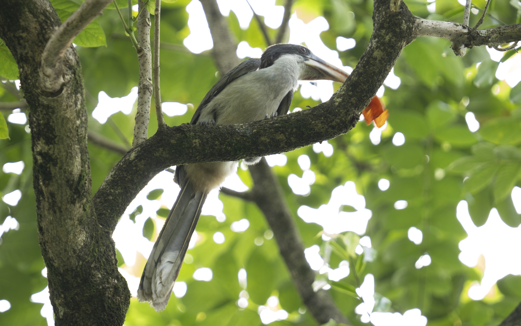 Ocyceros gingalensis – ニシインドコサイチョウ