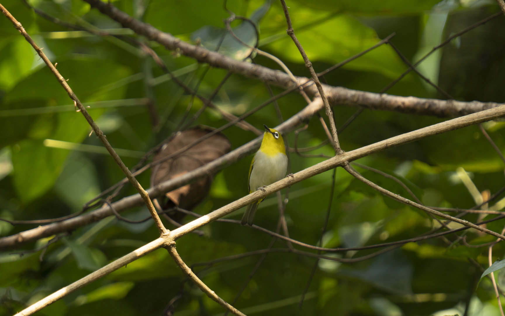 Zosterops palpebrosus  – ハイバラメジロ