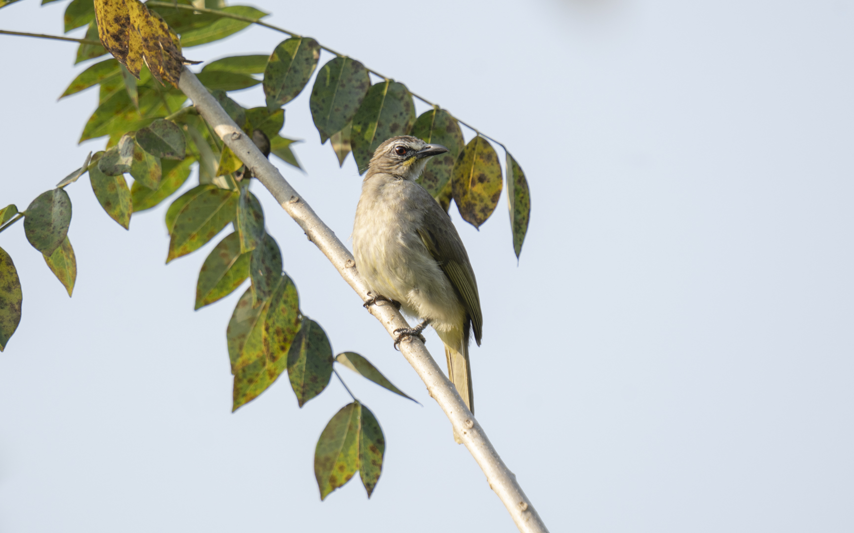 Pycnonotus luteolus – マミジロヒヨドリ