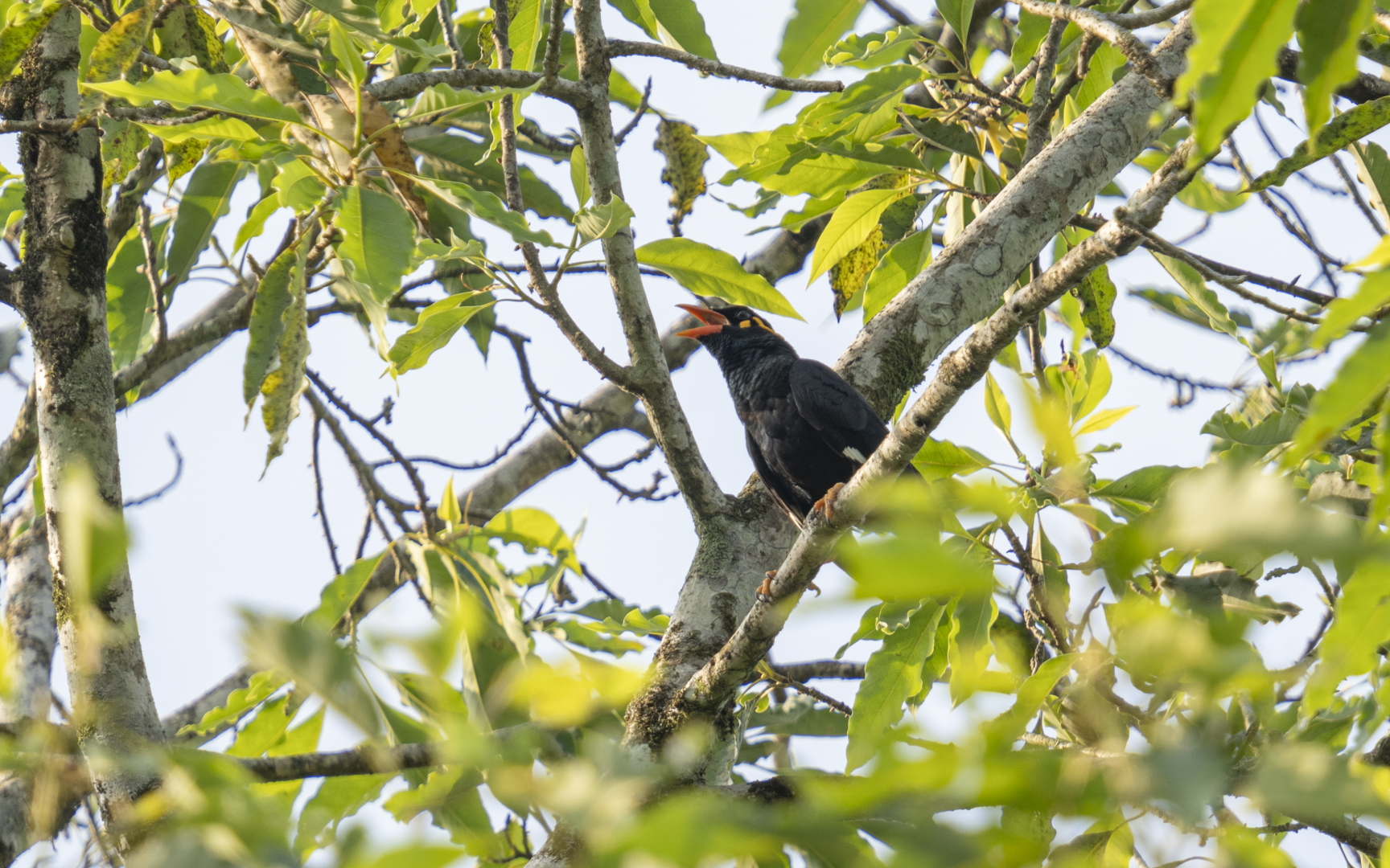 Gracula ptilogenys – セイロンキュウカンチョウ