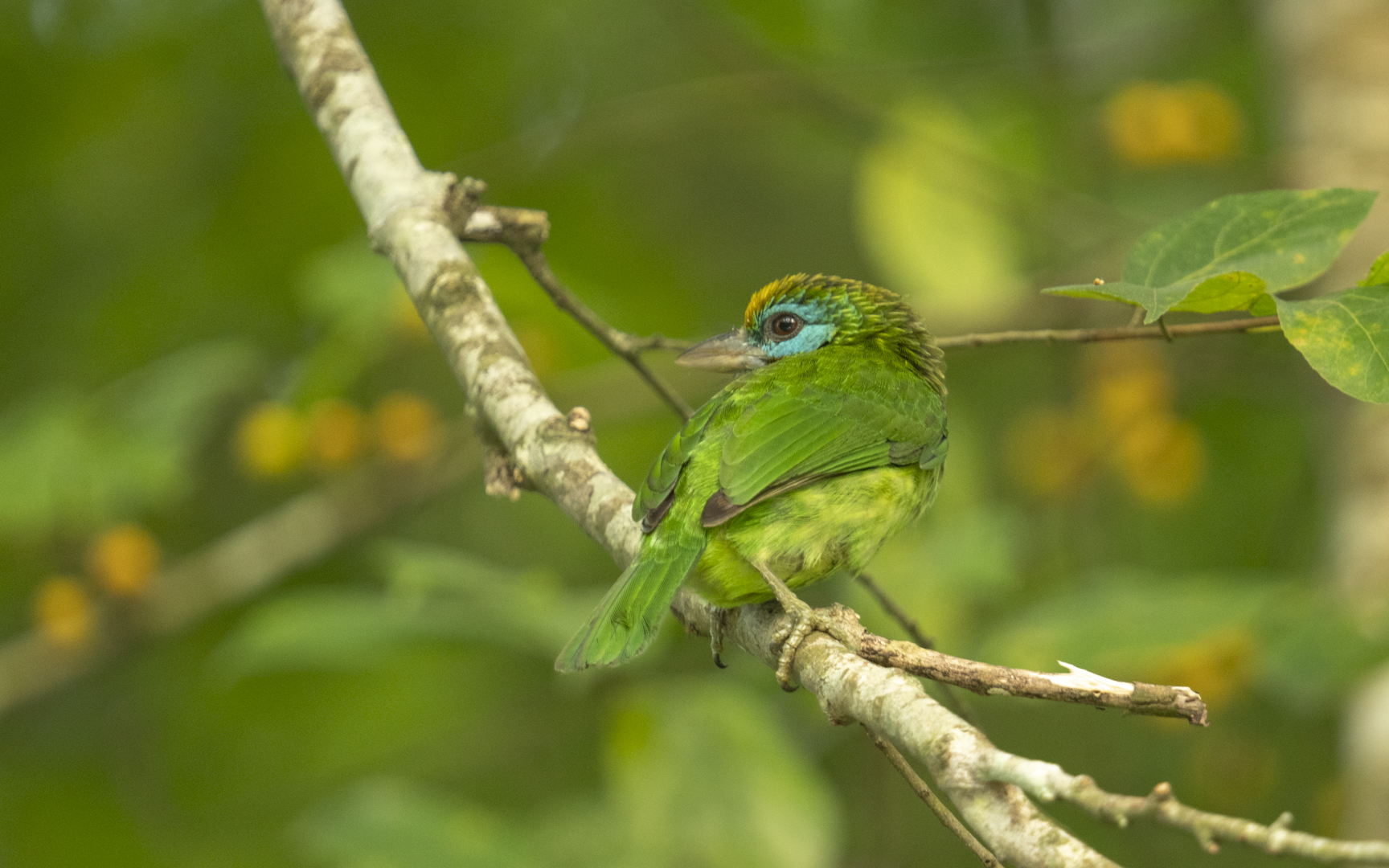 Psilopogon flavifrons – キビタイゴシキドリ