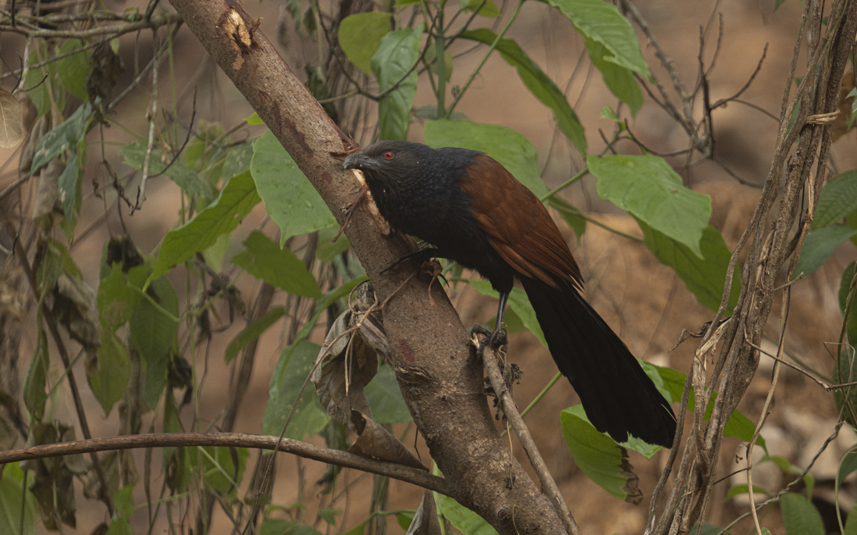 Centropus sinensis – オオバンケン