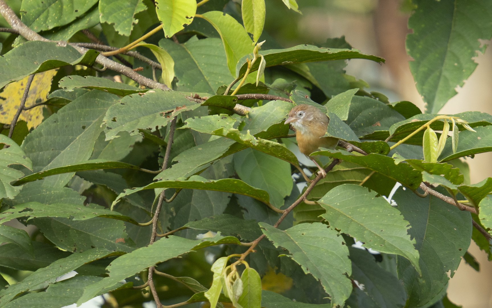 Dumetia hyperythra – インドチメドリ