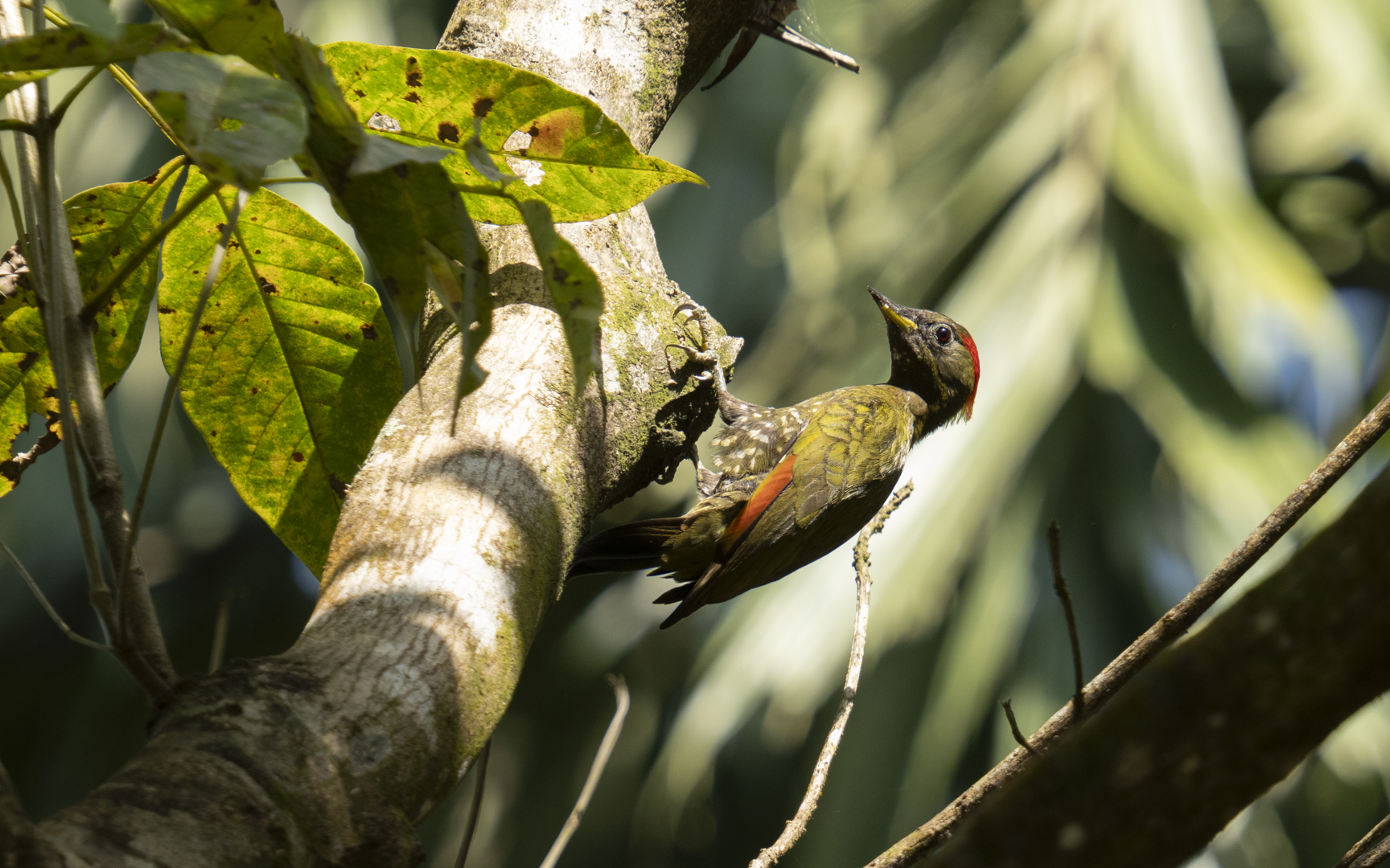 Picus chlorolophus – ヒメアオゲラ