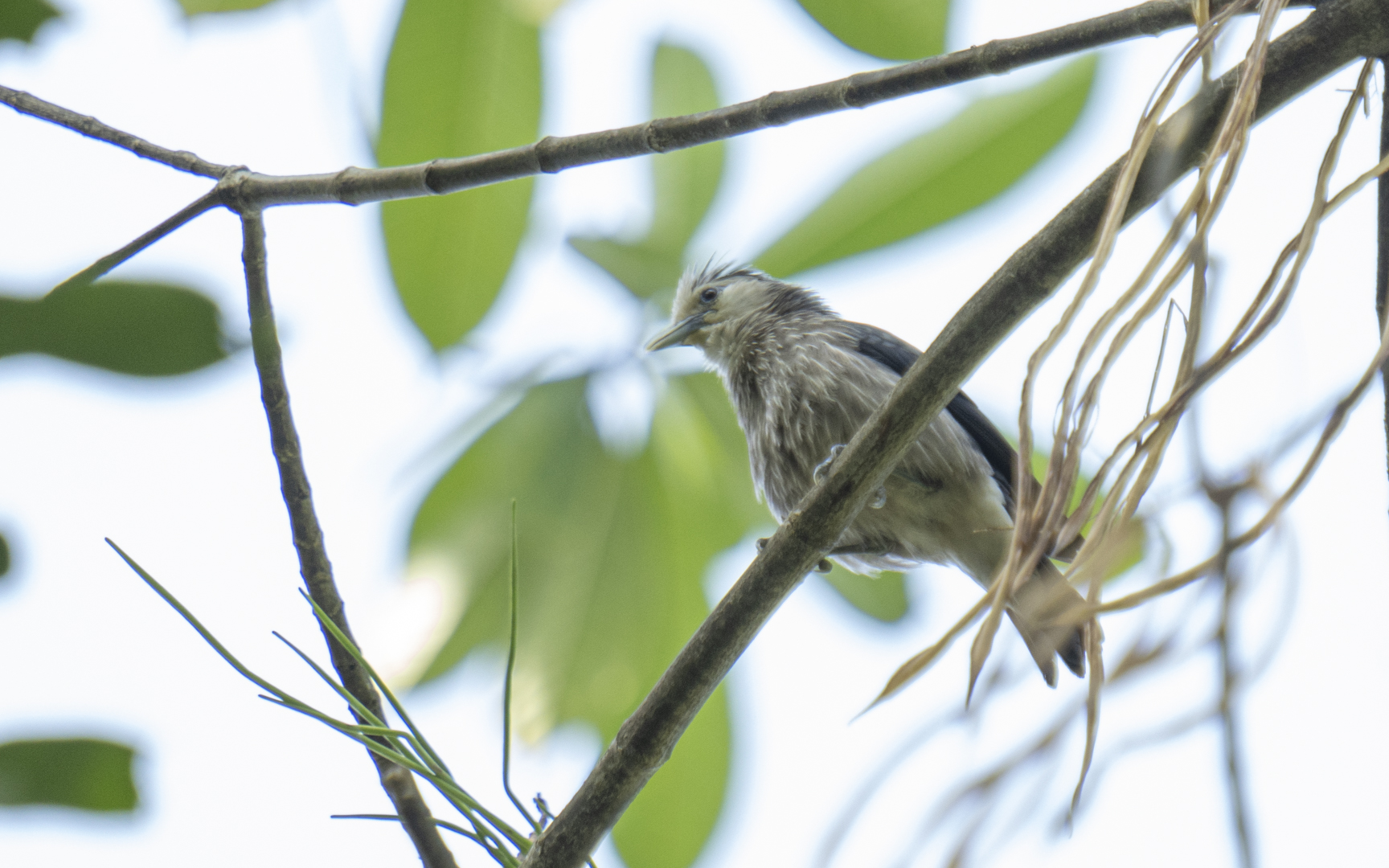 Sturnornis albofrontatus – シロガオムクドリ