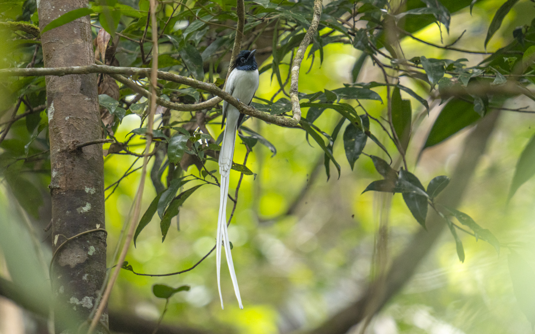 Terpsiphone paradisi – カワリサンコウチョウ